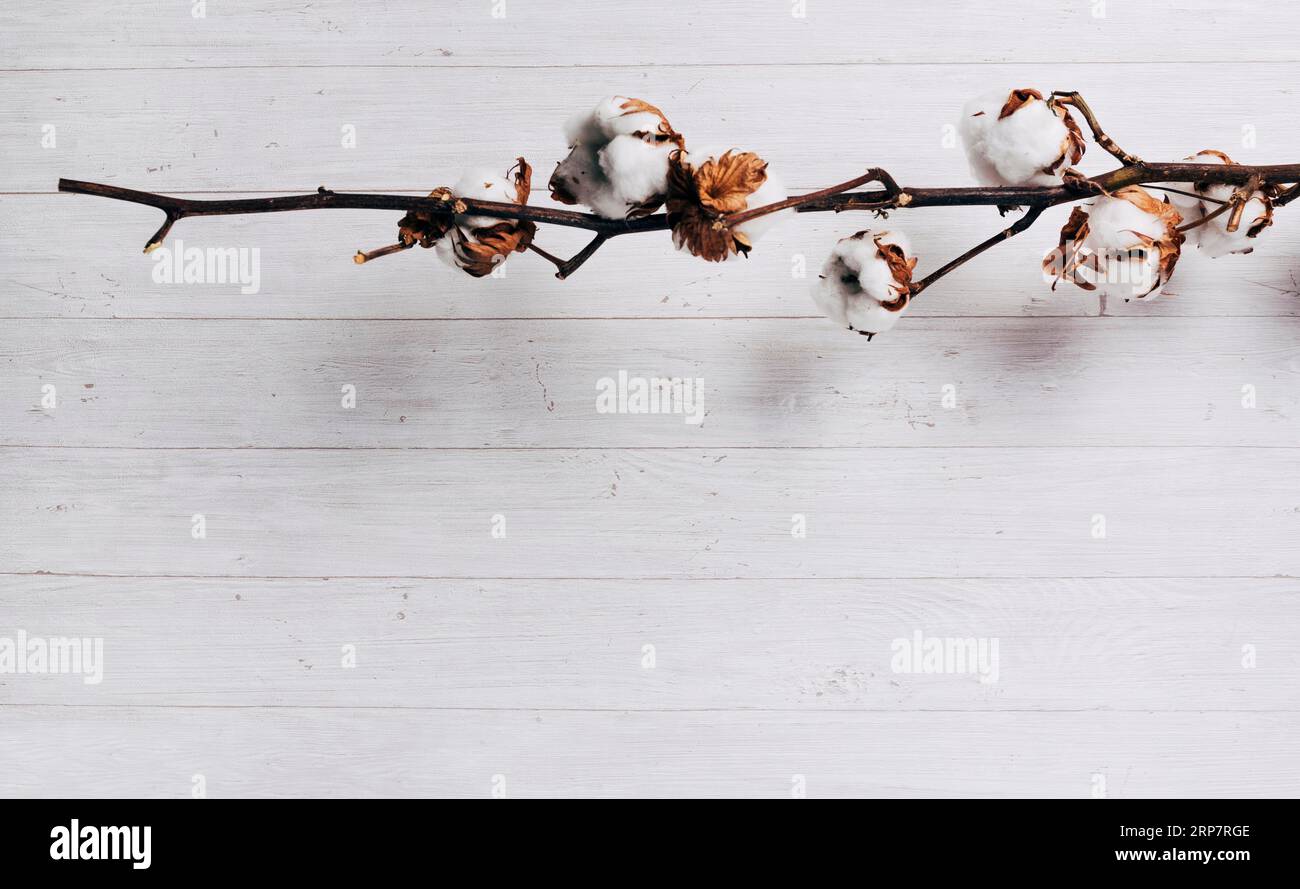 Gros plan mûr graines de coton dosettes plante de coton sur fond en bois Banque D'Images