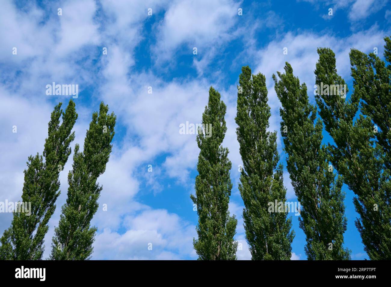 Peuplier, rangée d'arbres, ciel, nuages, Ossiach, lac Ossiach, Carinthie, Autriche Banque D'Images