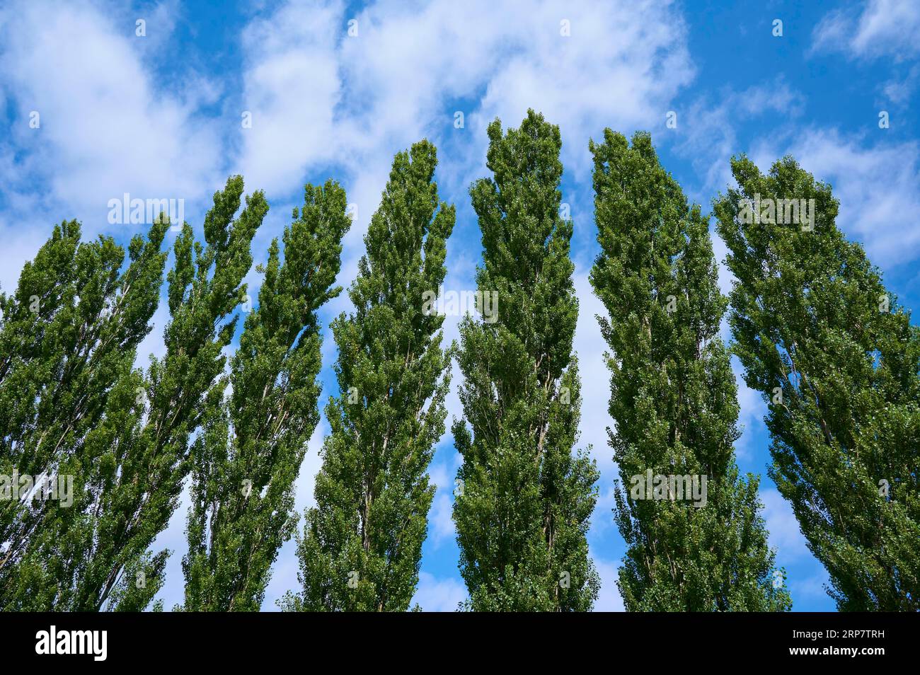 Peuplier, rangée d'arbres, ciel, nuages, Ossiach, lac Ossiach, Carinthie, Autriche Banque D'Images