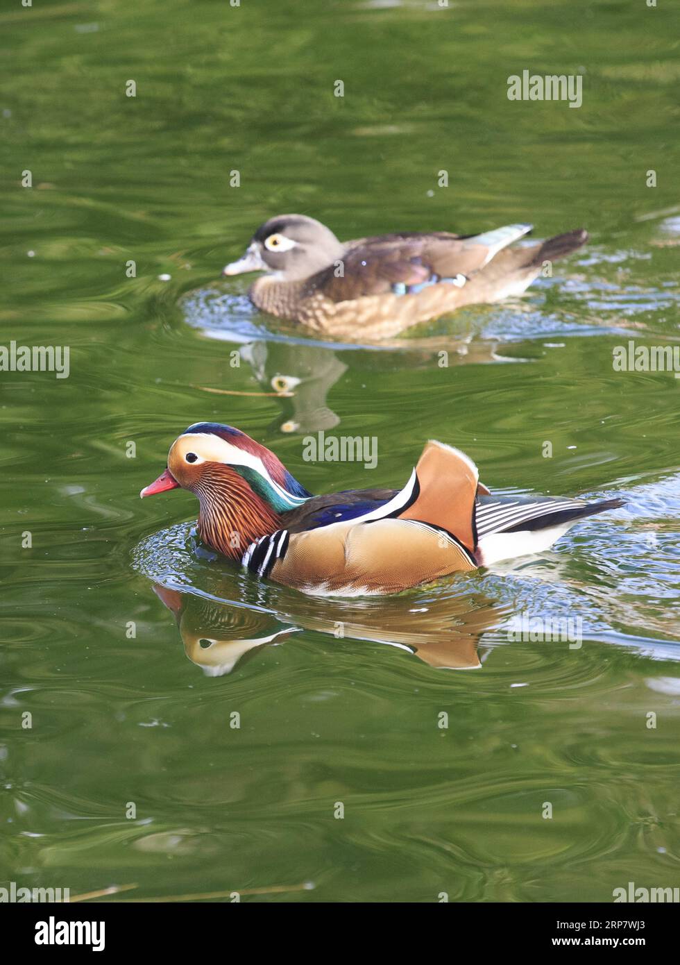 (190212) -- GENÈVE, 12 février 2019 -- des canards mandarins nagent dans le Conservatoire et le jardin botanique de la ville de Genève, Suisse, le 12 février 2019. Selon les prévisions météorologiques locales, la température la plus élevée sera de plus de 10 degrés Celsius dans les prochains jours de cette semaine. SUISSE-GENÈVE-CHALEUR XuxJinquan PUBLICATIONxNOTxINxCHN Banque D'Images