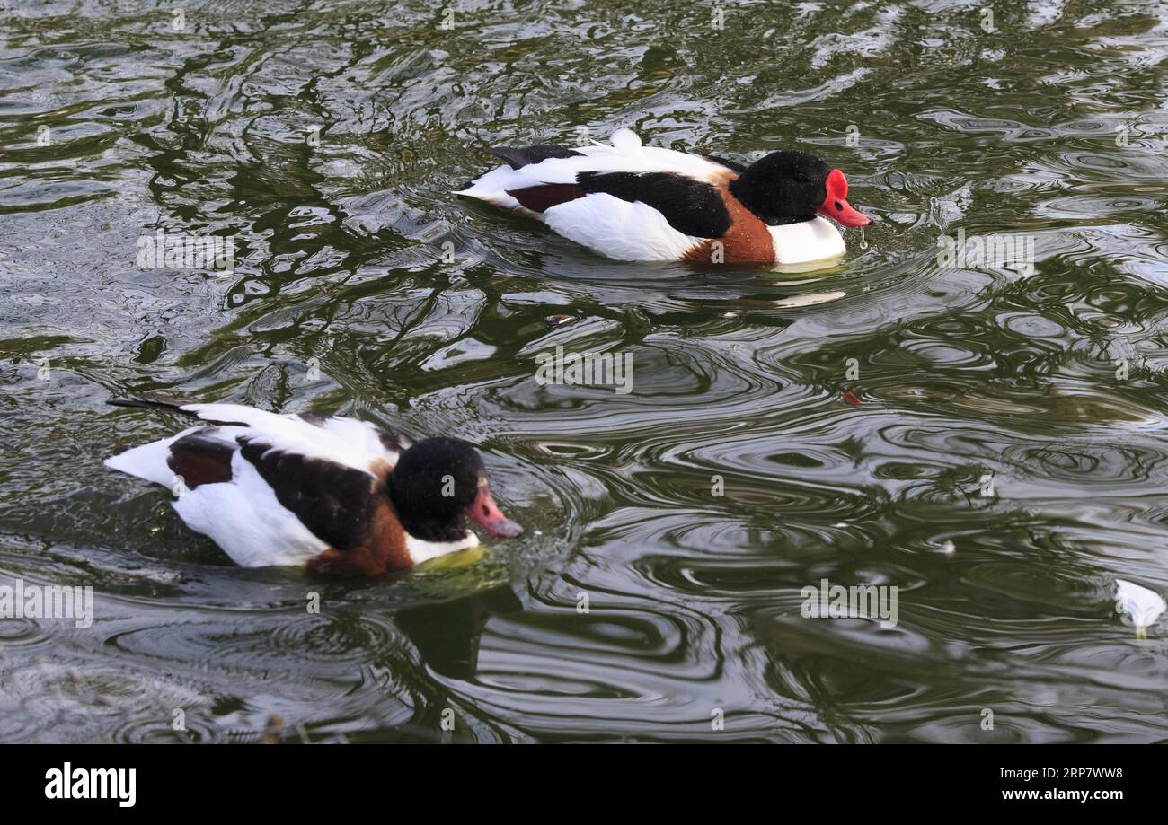 (190212) -- GENÈVE, 12 février 2019 -- les oiseaux d'eau nagent dans le Conservatoire et le jardin botanique de la ville de Genève, Suisse, le 12 février 2019. Selon les prévisions météorologiques locales, la température la plus élevée sera de plus de 10 degrés Celsius dans les prochains jours de cette semaine. SUISSE-GENÈVE-CHALEUR XuxJinquan PUBLICATIONxNOTxINxCHN Banque D'Images