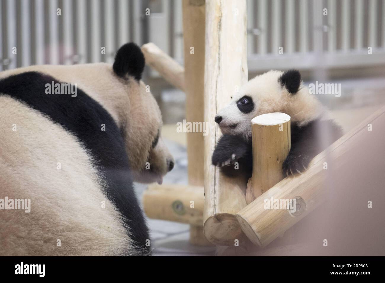 (190214) -- WAKAYAMA, 14 février 2019 (Xinhua) -- le panda géant Saihin accueille le public avec sa mère au Adventure World à Shirahama, Wakayama, Japon, le 14 février 2019. Né le 14 août 2018, Saihin mesure 90 centimètres de long et pèse maintenant 9,86 kilogrammes. (Xinhua/du Xiaoyi) JAPON-WAKAYAMA-PANDA-DEMI ANNIVERSAIRE PUBLICATIONxNOTxINxCHN Banque D'Images