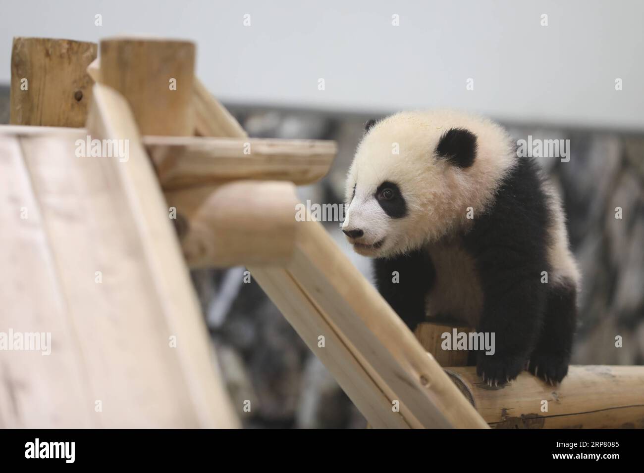 (190214) -- WAKAYAMA, 14 février 2019 (Xinhua) -- le panda géant Saihin regarde la diapositive, son cadeau d'un demi-an au monde de l'aventure à Shirahama, Wakayama, Japon, le 14 février 2019. Né le 14 août 2018, Saihin mesure 90 centimètres de long et pèse maintenant 9,86 kilogrammes. (Xinhua/du Xiaoyi) JAPON-WAKAYAMA-PANDA-DEMI ANNIVERSAIRE PUBLICATIONxNOTxINxCHN Banque D'Images