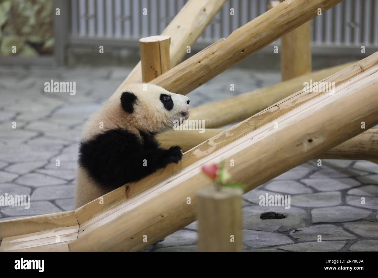 (190214) -- WAKAYAMA, 14 février 2019 (Xinhua) -- le panda géant Saihin regarde la diapositive, son cadeau d'un demi-an au monde de l'aventure à Shirahama, Wakayama, Japon, le 14 février 2019. Né le 14 août 2018, Saihin mesure 90 centimètres de long et pèse maintenant 9,86 kilogrammes. (Xinhua/du Xiaoyi) JAPON-WAKAYAMA-PANDA-DEMI ANNIVERSAIRE PUBLICATIONxNOTxINxCHN Banque D'Images