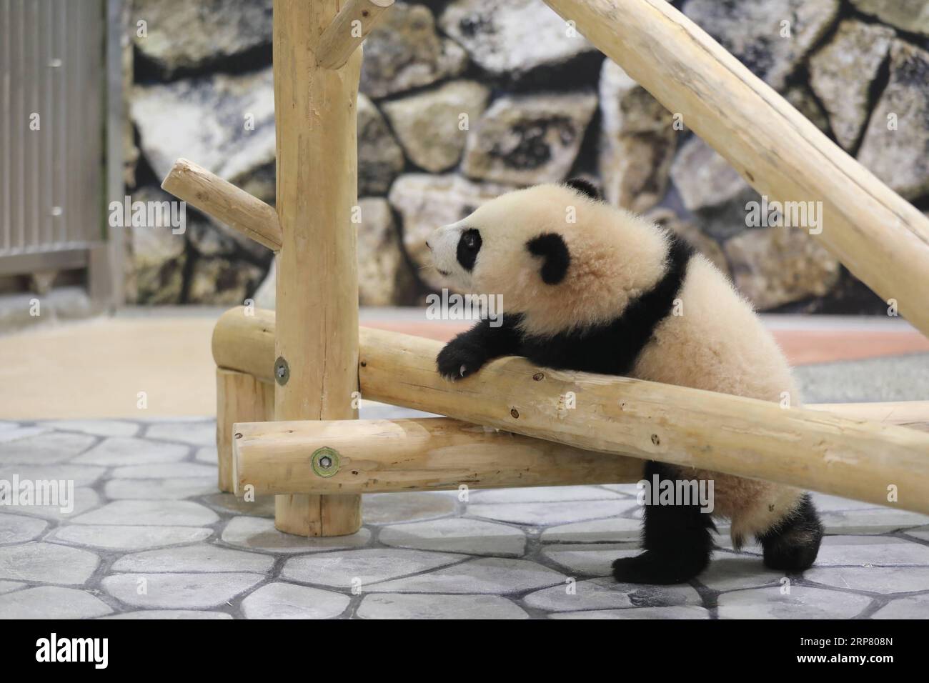 (190214) -- WAKAYAMA, 14 février 2019 (Xinhua) -- le panda géant Saihin joue sur la diapositive, son cadeau d'un demi-an au monde de l'aventure à Shirahama, Wakayama, Japon, le 14 février 2019. Né le 14 août 2018, Saihin mesure 90 centimètres de long et pèse maintenant 9,86 kilogrammes. (Xinhua/du Xiaoyi) JAPON-WAKAYAMA-PANDA-DEMI ANNIVERSAIRE PUBLICATIONxNOTxINxCHN Banque D'Images