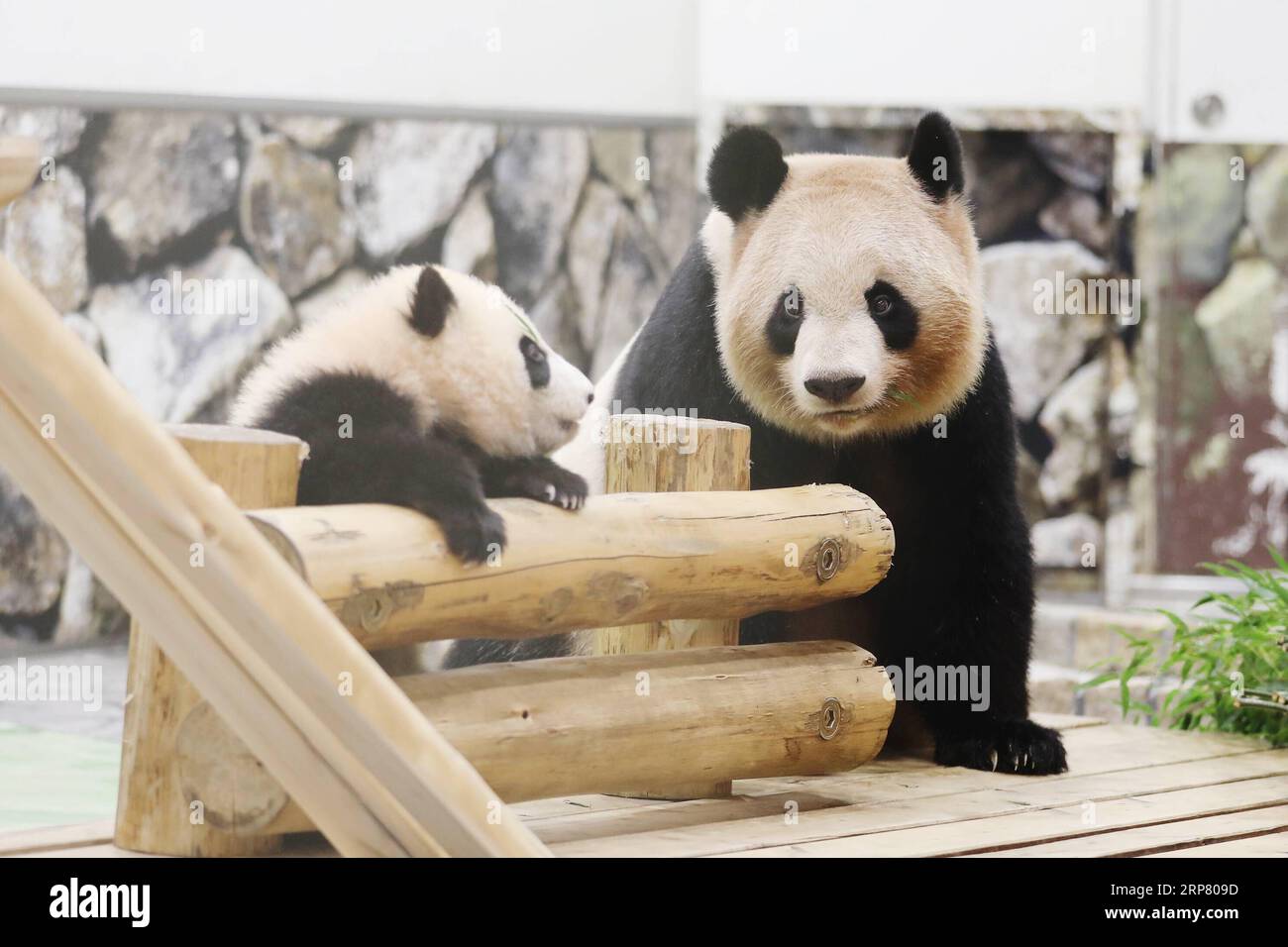 (190214) -- WAKAYAMA, 14 février 2019 (Xinhua) -- le panda géant Saihin accueille le public avec sa mère au Adventure World à Shirahama, Wakayama, Japon, le 14 février 2019. Né le 14 août 2018, Saihin mesure 90 centimètres de long et pèse maintenant 9,86 kilogrammes. (Xinhua/du Xiaoyi) JAPON-WAKAYAMA-PANDA-DEMI ANNIVERSAIRE PUBLICATIONxNOTxINxCHN Banque D'Images