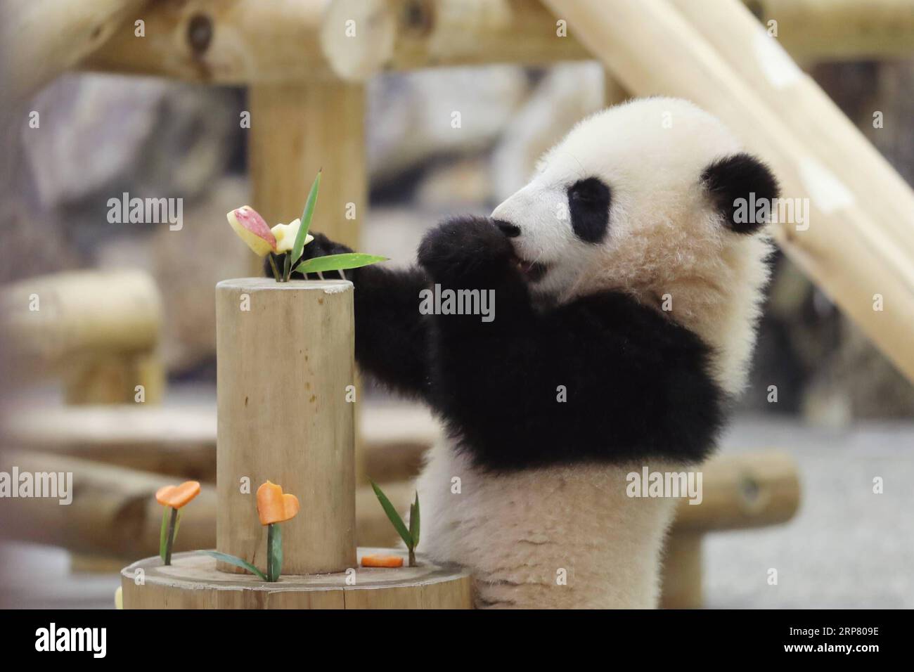(190214) -- WAKAYAMA, 14 février 2019 (Xinhua) -- le panda géant Saihin mange les tranches de pomme et de carotte sur son gâteau au Adventure World à Shirahama, Wakayama, Japon, le 14 février 2019. Né le 14 août 2018, Saihin mesure 90 centimètres de long et pèse maintenant 9,86 kilogrammes. (Xinhua/du Xiaoyi) JAPON-WAKAYAMA-PANDA-DEMI ANNIVERSAIRE PUBLICATIONxNOTxINxCHN Banque D'Images
