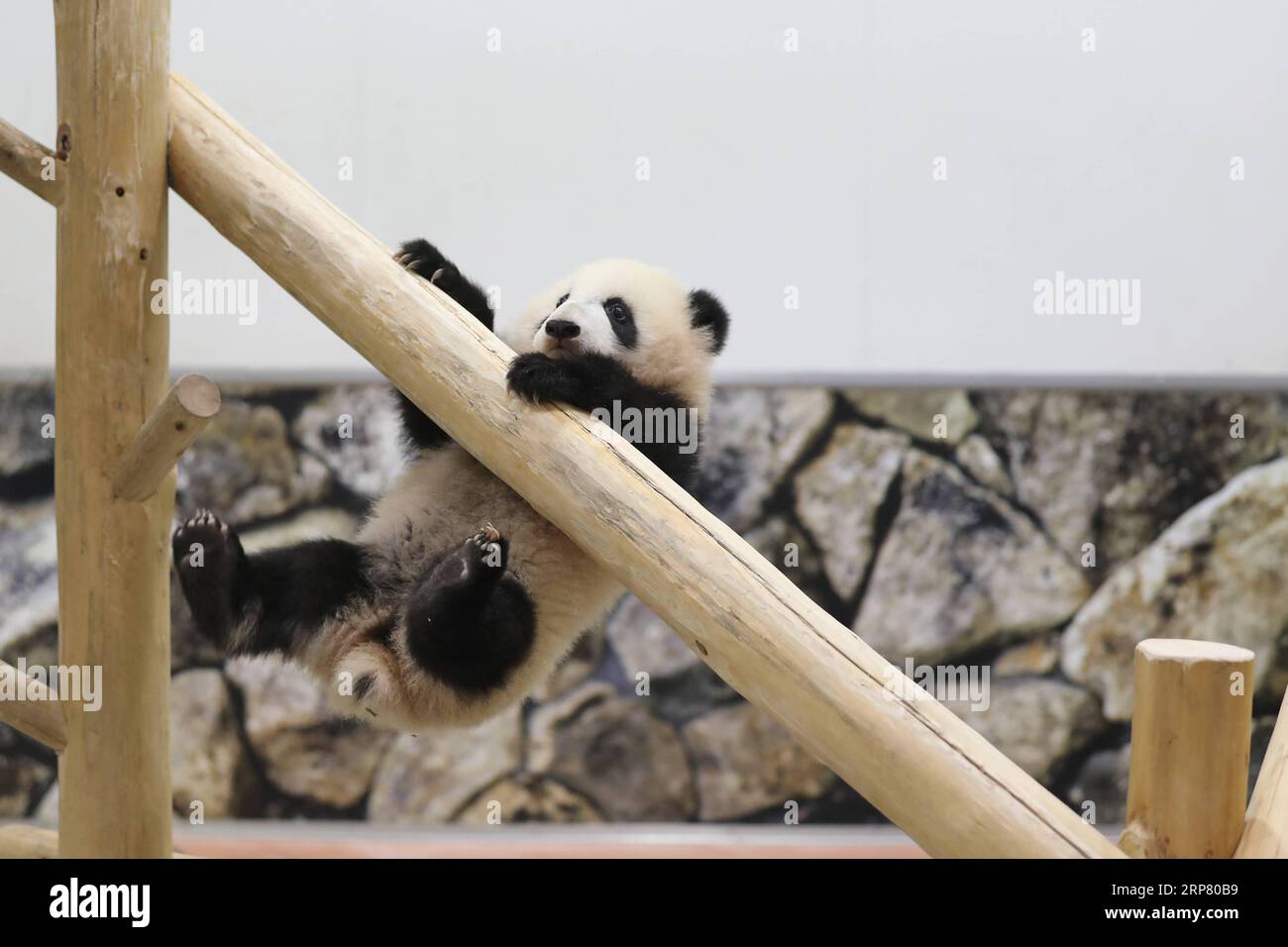 (190214) -- WAKAYAMA, 14 février 2019 (Xinhua) -- le panda géant Saihin joue sur la diapositive, son cadeau d'un demi-an au monde de l'aventure à Shirahama, Wakayama, Japon, le 14 février 2019. Né le 14 août 2018, Saihin mesure 90 centimètres de long et pèse maintenant 9,86 kilogrammes. (Xinhua/du Xiaoyi) JAPON-WAKAYAMA-PANDA-DEMI ANNIVERSAIRE PUBLICATIONxNOTxINxCHN Banque D'Images