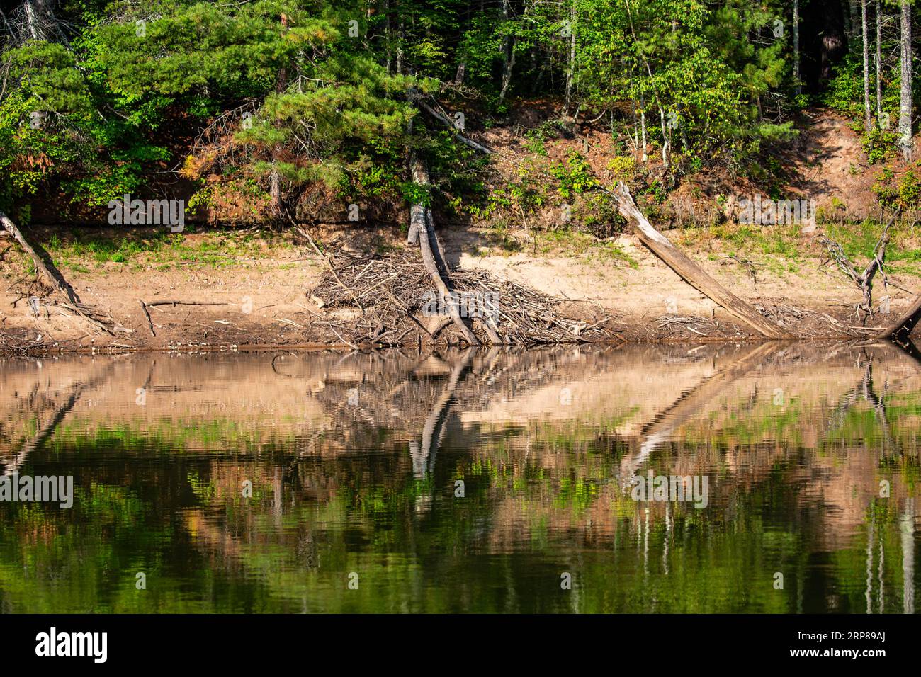 Maison de castor sur Rainbow Flowage dans le nord du Wisconsin complètement exposée en raison de la faible eau, horizontale Banque D'Images