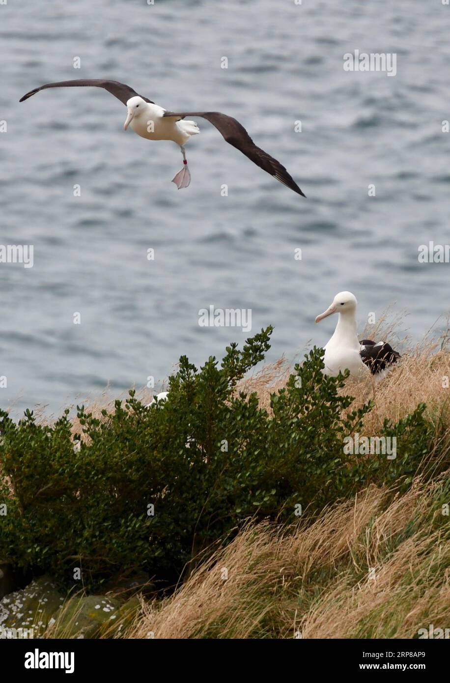 (190225) -- DUNEDIN, 25 février 2019 (Xinhua) -- des albatros royaux du Nord sont observés au Centre royal d'albatros à Taiaroa Head, Dunedin, Nouvelle-Zélande, le 24 février 2019. Chaque année, plus de 40 couples d albatros royaux du Nord nichent et se reproduisent dans la seule colonie de reproduction continentale au monde, à Taiaroa Head. En janvier de cette année, un total de 29 poussins d'albatros ont éclos au cours de la récente saison de reproduction à partir de septembre de l'année dernière. (Xinhua/Guo Lei) NOUVELLE-ZÉLANDE-DUNEDIN-NORTHERN ROYAL ALBATROS PUBLICATIONxNOTxINxCHN Banque D'Images