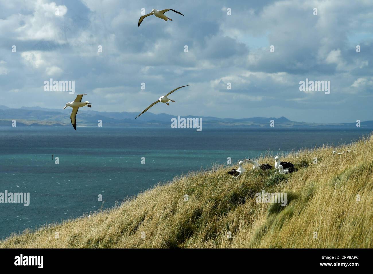 (190225) -- DUNEDIN, 25 février 2019 (Xinhua) -- des albatros royaux du Nord sont observés au Centre royal d'albatros à Taiaroa Head, Dunedin, Nouvelle-Zélande, le 24 février 2019. Chaque année, plus de 40 couples d albatros royaux du Nord nichent et se reproduisent dans la seule colonie de reproduction continentale au monde, à Taiaroa Head. En janvier de cette année, un total de 29 poussins d'albatros ont éclos au cours de la récente saison de reproduction à partir de septembre de l'année dernière. (Xinhua/Guo Lei) NOUVELLE-ZÉLANDE-DUNEDIN-NORTHERN ROYAL ALBATROS PUBLICATIONxNOTxINxCHN Banque D'Images