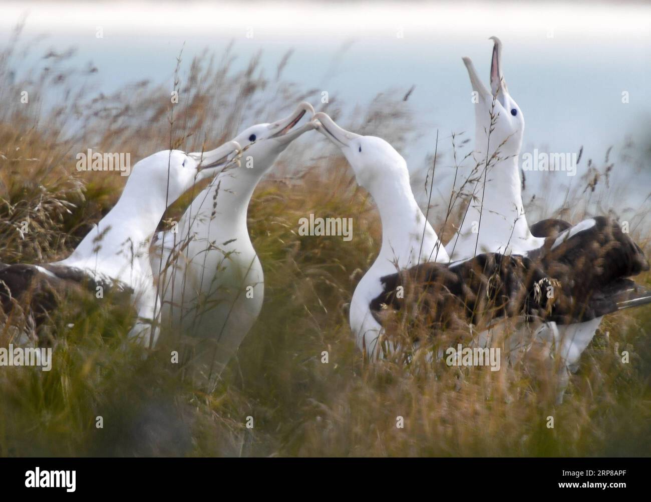(190225) -- DUNEDIN, 25 février 2019 (Xinhua) -- des albatros royaux du Nord sont observés au Centre royal d'albatros à Taiaroa Head, Dunedin, Nouvelle-Zélande, le 24 février 2019. Chaque année, plus de 40 couples d albatros royaux du Nord nichent et se reproduisent dans la seule colonie de reproduction continentale au monde, à Taiaroa Head. En janvier de cette année, un total de 29 poussins d'albatros ont éclos au cours de la récente saison de reproduction à partir de septembre de l'année dernière. (Xinhua/Guo Lei) NOUVELLE-ZÉLANDE-DUNEDIN-NORTHERN ROYAL ALBATROS PUBLICATIONxNOTxINxCHN Banque D'Images