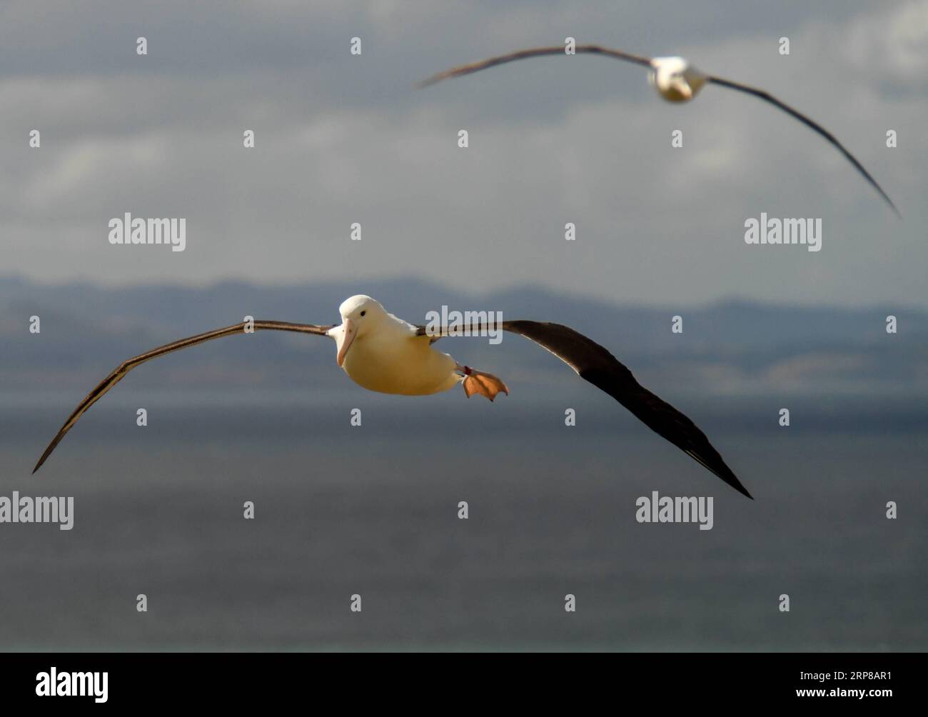 (190225) -- DUNEDIN, 25 février 2019 (Xinhua) -- les albatros royaux du Nord volent au Royal Albatros Centre à Taiaroa Head, Dunedin, Nouvelle-Zélande, le 24 février 2019. Chaque année, plus de 40 couples d albatros royaux du Nord nichent et se reproduisent dans la seule colonie de reproduction continentale au monde, à Taiaroa Head. En janvier de cette année, un total de 29 poussins d'albatros ont éclos au cours de la récente saison de reproduction à partir de septembre de l'année dernière. (Xinhua/Guo Lei) NOUVELLE-ZÉLANDE-DUNEDIN-NORTHERN ROYAL ALBATROS PUBLICATIONxNOTxINxCHN Banque D'Images