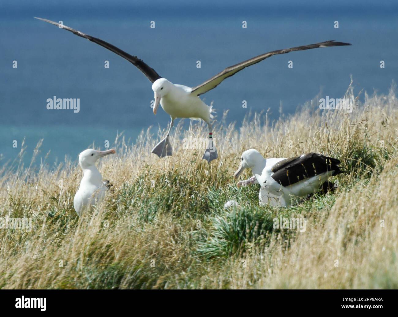 (190225) -- DUNEDIN, 25 février 2019 (Xinhua) -- des albatros royaux du Nord sont observés au Centre royal d'albatros à Taiaroa Head, Dunedin, Nouvelle-Zélande, le 24 février 2019. Chaque année, plus de 40 couples d albatros royaux du Nord nichent et se reproduisent dans la seule colonie de reproduction continentale au monde, à Taiaroa Head. En janvier de cette année, un total de 29 poussins d'albatros ont éclos au cours de la récente saison de reproduction à partir de septembre de l'année dernière. (Xinhua/Guo Lei) NOUVELLE-ZÉLANDE-DUNEDIN-NORTHERN ROYAL ALBATROS PUBLICATIONxNOTxINxCHN Banque D'Images