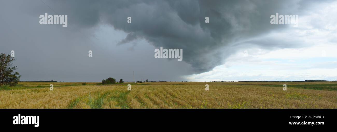 Grande image panoramique du système de tempête de temps violent en Alberta, Canada. Banque D'Images