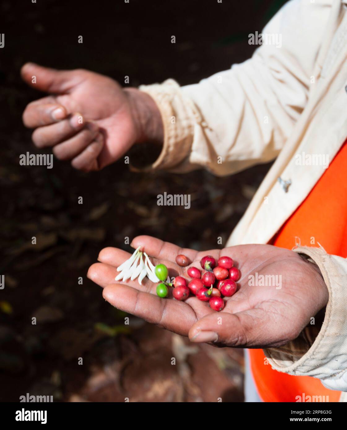 Dans les collines du sud du Laos, un agriculteur cueille et tient rouge, baies comme des grains de café, pour montrer l'état de développement, à sa terre dans la fraîcheur relative o Banque D'Images