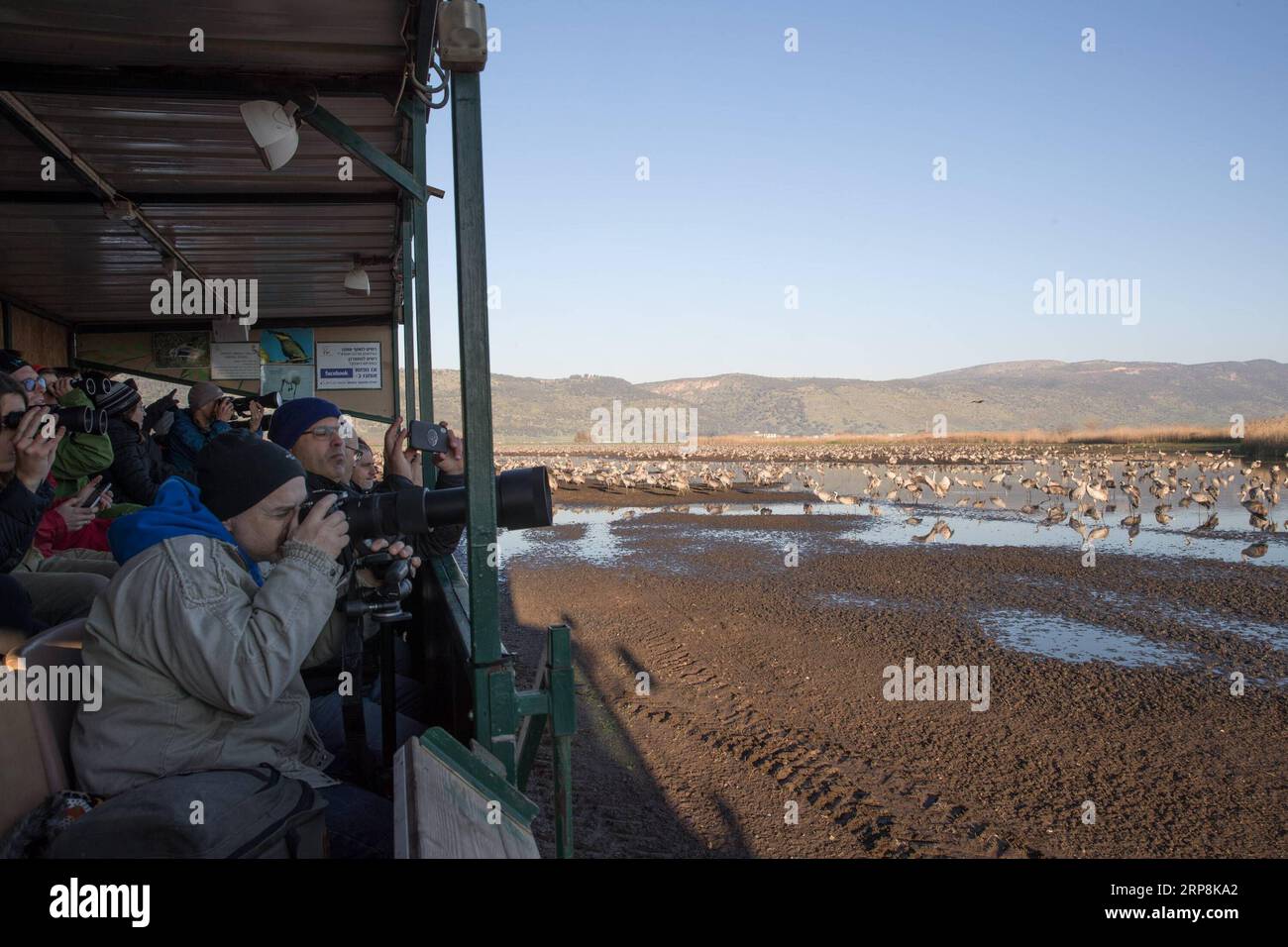 (190309) -- Vallée de Hula, le 9 mars 2019 (Xinhua) -- Les touristes regarder les oiseaux dans un tracteur-driven visites wagon dans l'Agamon Hula Ornithologie et nature Park dans le nord d'Israël, le 8 mars 2019. Chaque année, des centaines de millions d'oiseaux en hivernage migration de l'Europe à l'Afrique par le biais d'Israël. La Vallée de Hula dans le nord d'Israël fournit les oiseaux de passage avec un environnement relativement chaude et humide ainsi que suffisamment de sources de nourriture. Cependant, la production agricole dans la vallée de Hula a été menacé par un grand nombre d'oiseaux qui se nourrissaient sur les cultures. Dans les années 1990, l'Agamon Hula et ornithologie Banque D'Images