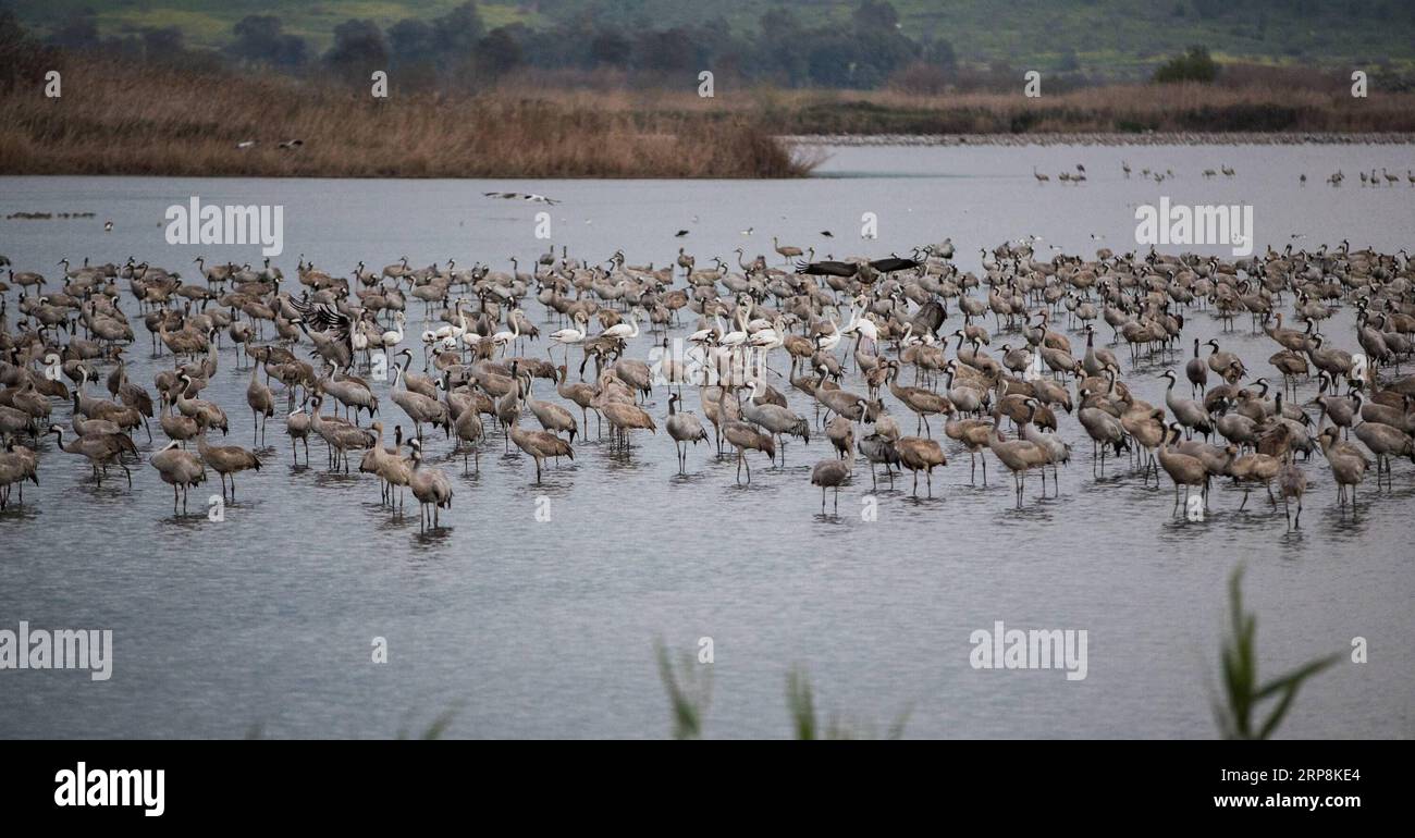 (190309) -- Vallée de Hula, le 9 mars 2019 (Xinhua) -- Grus grus et flamants roses sont visibles dans l'Agamon Hula Ornithologie et nature Park dans le nord d'Israël, le 7 mars 2019. Chaque année, des centaines de millions d'oiseaux en hivernage migration de l'Europe à l'Afrique par le biais d'Israël. La Vallée de Hula dans le nord d'Israël fournit les oiseaux de passage avec un environnement relativement chaude et humide ainsi que suffisamment de sources de nourriture. Cependant, la production agricole dans la vallée de Hula a été menacé par un grand nombre d'oiseaux qui se nourrissaient sur les cultures. Dans les années 1990, l'Agamon Hula Ornithologie et nature Park a été l'esta Banque D'Images