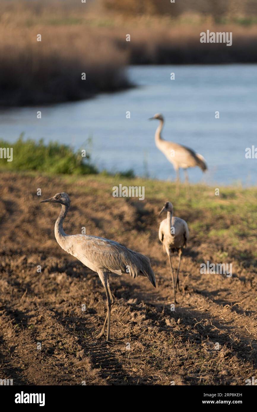 (190309) -- Vallée de Hula, le 9 mars 2019 (Xinhua) -- Grus grus sont vus par l'eau à l'intérieur de l'Agamon Hula Ornithologie et nature Park dans le nord d'Israël, le 7 mars 2019. Chaque année, des centaines de millions d'oiseaux en hivernage migration de l'Europe à l'Afrique par le biais d'Israël. La Vallée de Hula dans le nord d'Israël fournit les oiseaux de passage avec un environnement relativement chaude et humide ainsi que suffisamment de sources de nourriture. Cependant, la production agricole dans la vallée de Hula a été menacé par un grand nombre d'oiseaux qui se nourrissaient sur les cultures. Dans les années 1990, l'Agamon Hula Ornithologie et nature Park a été établir Banque D'Images