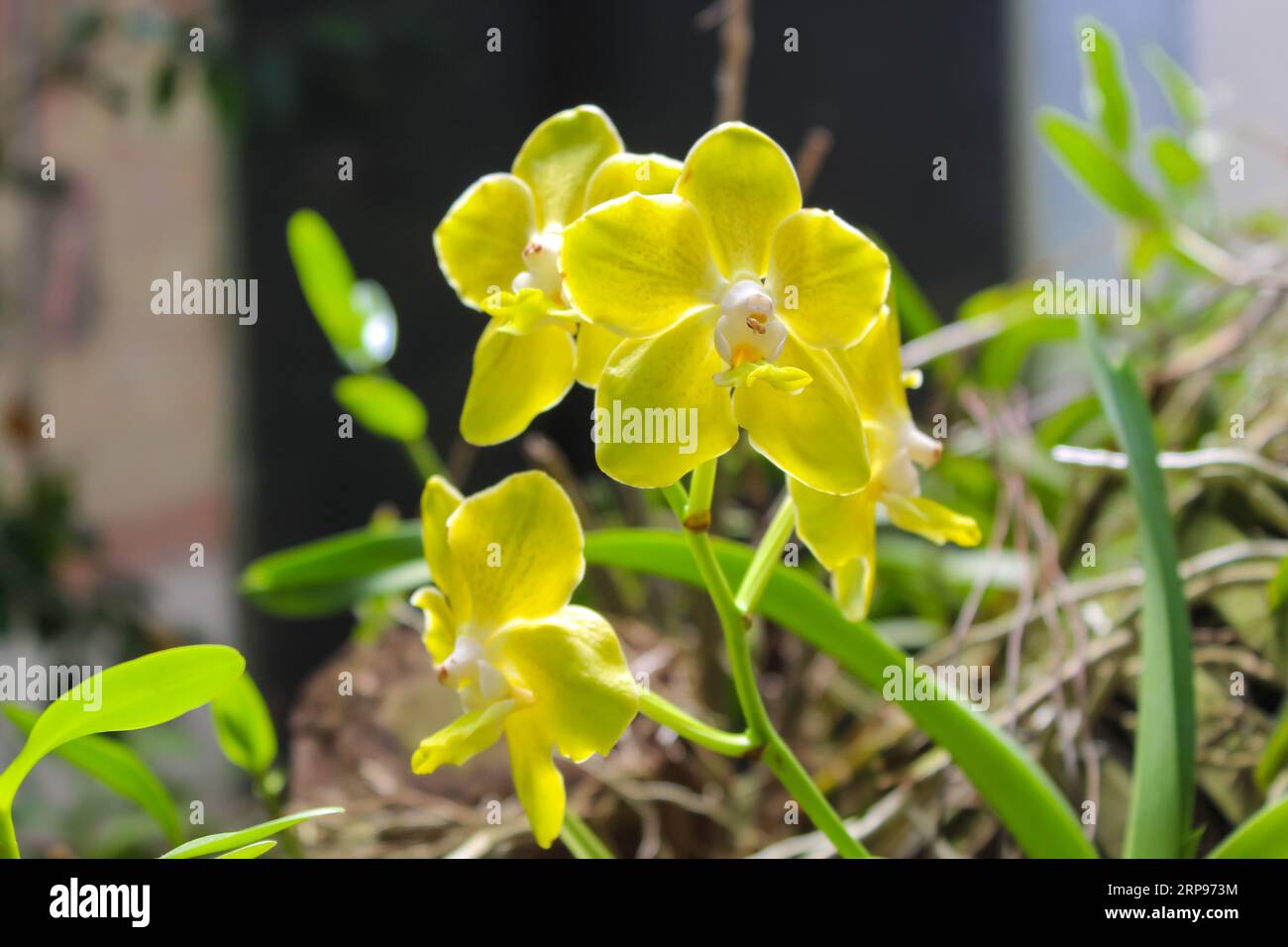 Gros plan d'un groupe d'orchidées Phalaenopsis - ROYAL BOTANICAL GARDENS (Peradeniya) - Sri Lanka, espace de texte Banque D'Images