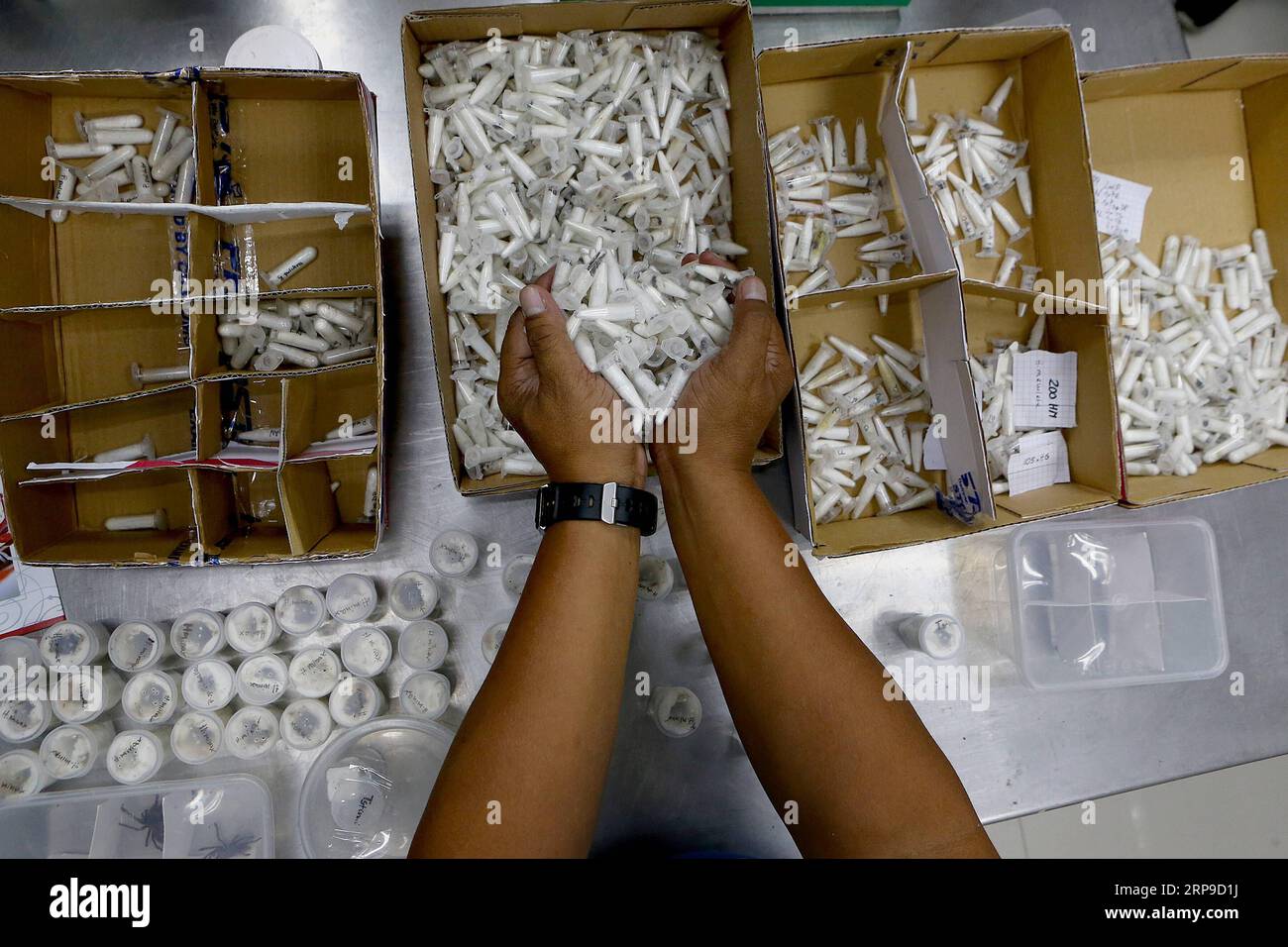 (190403) -- QUEZON CITY, 3 avril 2019 -- un agent du ministère philippin de l'Environnement et des Ressources naturelles (DENR) montre des fioles confisquées contenant des tarentules venimeuses à Quezon City, Philippines, le 3 avril 2019. Les autorités douanières des Philippines ont saisi un total de 757 tarentules venimeuses vivantes à l aéroport international de Manille, a déclaré mardi le Bureau des douanes (BOC). Le FDA a indiqué que les agents des douanes avaient saisi les araignées poilues de Pologne lundi. Les tarentules, classées espèces sauvages menacées, ont été remises au DENR. ) PHILIPPINES-QUEZON CITY-CONFISC Banque D'Images