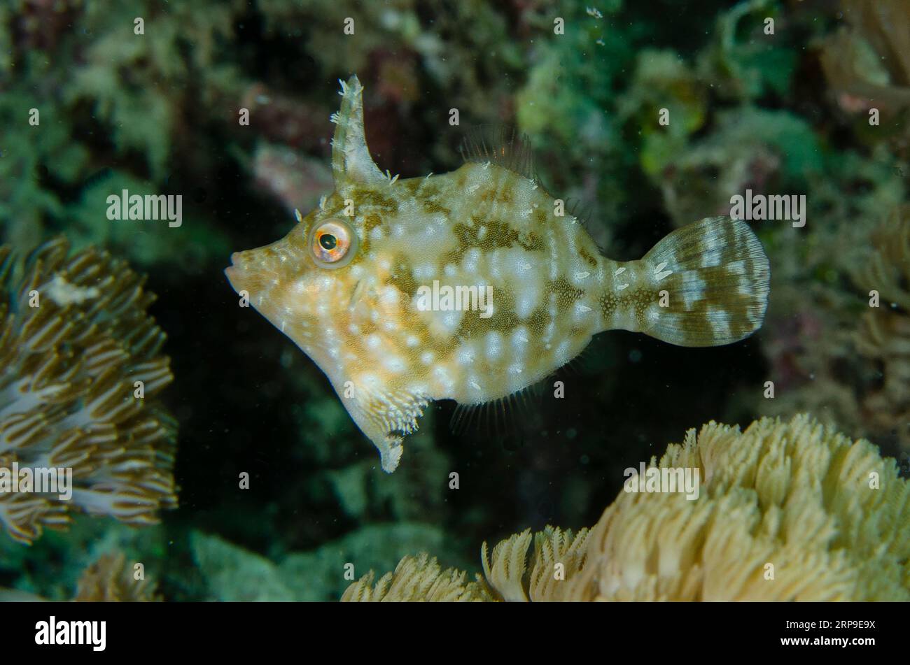 Algues filefish, Acreichthys tomentosus, site de plongée Yellow Coco, île Bangka, Sulawesi nord, Indonésie Banque D'Images