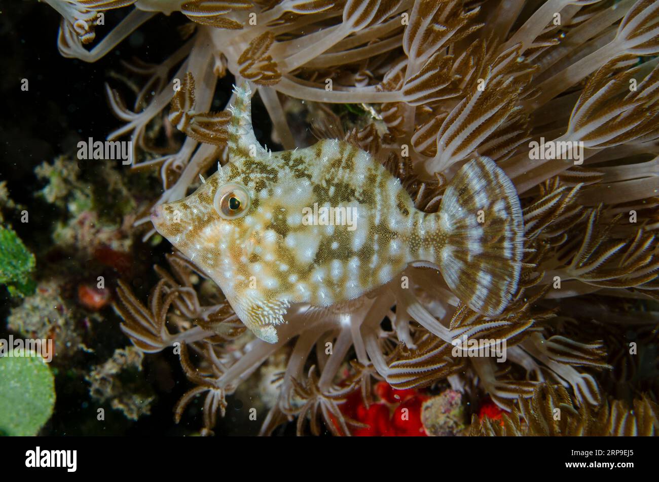 Algues filefish, Acreichthys tomentosus, site de plongée Yellow Coco, île Bangka, Sulawesi nord, Indonésie Banque D'Images