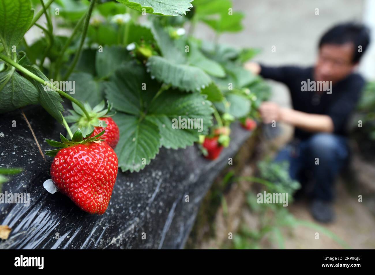 (190406) -- QAPQAL, 6 avril 2019 (Xinhua) -- Zhu Fahui, chef d'une coopérative agricole locale spécialisée dans la plantation de fraises, s'occupe des fraises dans le village de Queerpan, dans le canton de Sunzhaqiniru, dans le comté autonome de Qapqal Xibe, dans la région autonome ouygur du Xinjiang, au nord-ouest de la Chine, 6 avril 2019. La combinaison de la culture des fraises et du tourisme agricole a permis d'accroître les revenus des agriculteurs locaux. (Xinhua/Sadat) CHINE-XINJIANG-QAPQAL-FRAISE-TOURISME (CN) PUBLICATIONxNOTxINxCHN Banque D'Images