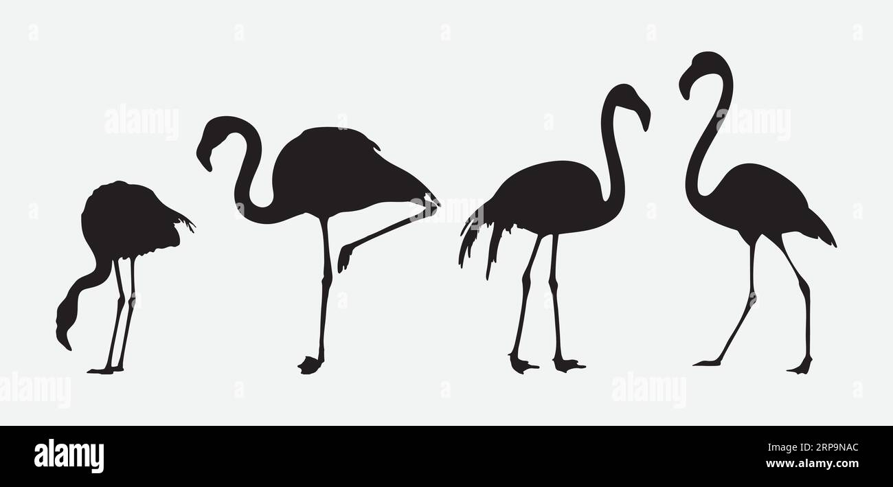 Elegance in Motion, Une collection complète de silhouettes Flamingo Illustration de Vecteur Elegance in Motion, Une collection complète de silhouettes Flamingo Illustration de Vecteur