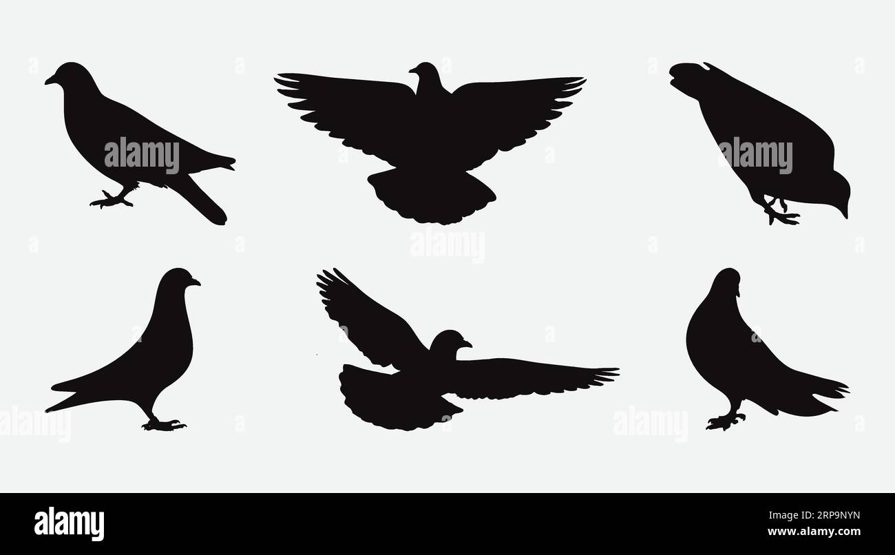 Collection élégante de silhouettes Pigeon, oiseaux gracieux dans diverses poses Illustration de Vecteur