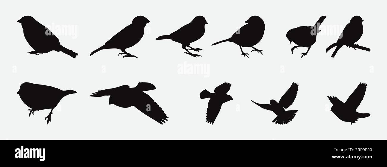 Collection exquise de silhouettes artistiques de Moineau, d'oiseaux gracieux en vol et de poses reposantes Illustration de Vecteur