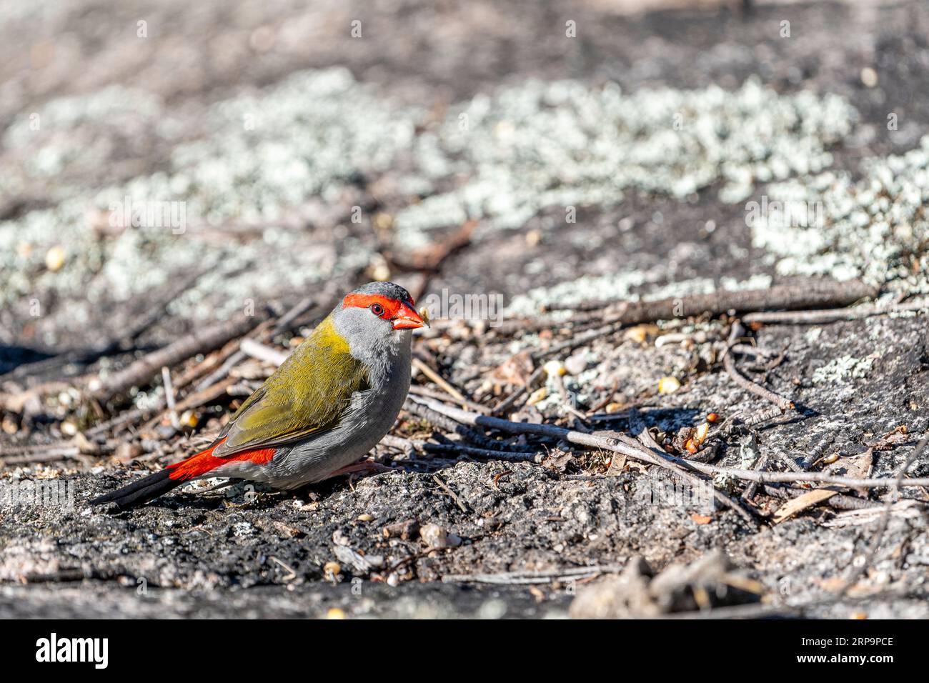 Le chinchard roux (Neochmia temporalis) se nourrit sur le sol. Stanthorpe, Queensland Australie Banque D'Images