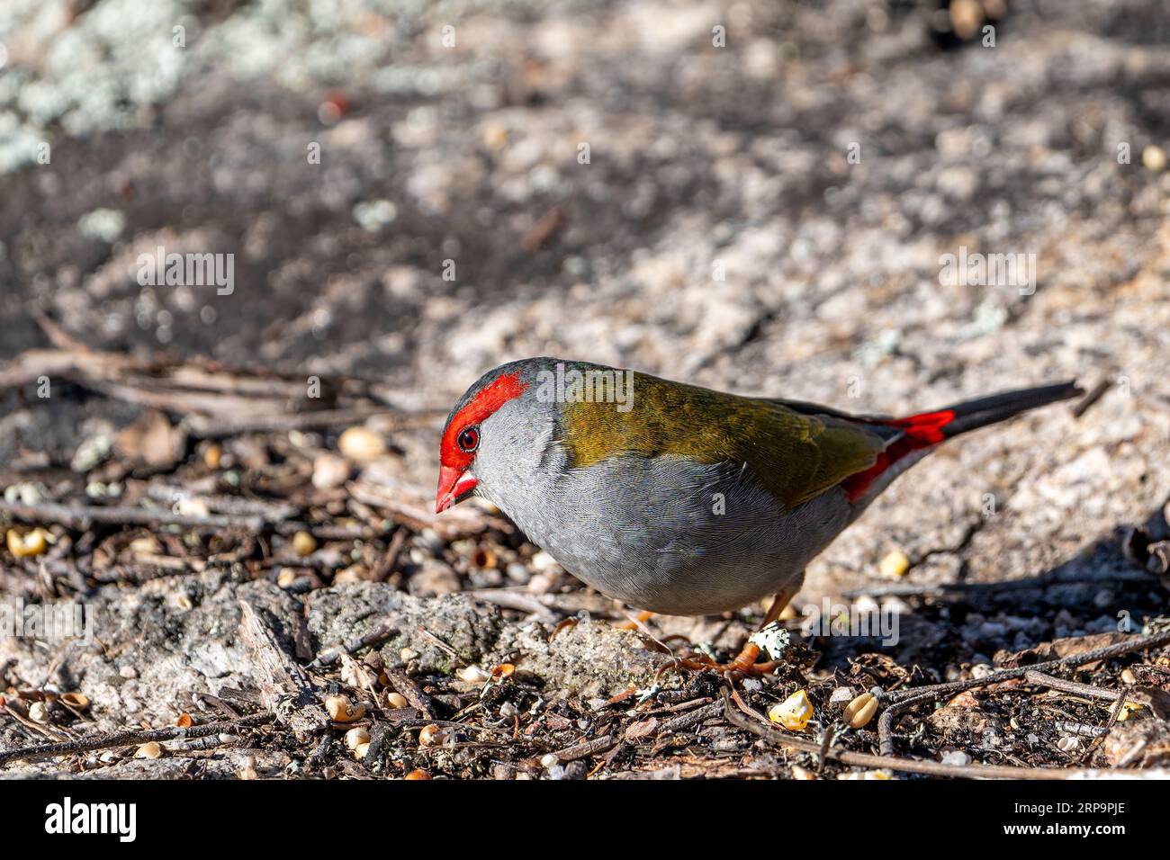 Le chinchard roux (Neochmia temporalis) se nourrit sur le sol. Stanthorpe, Queensland Australie Banque D'Images