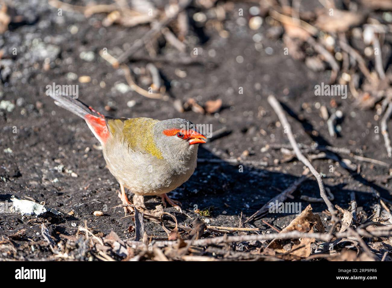 Le chinchard roux (Neochmia temporalis) se nourrit sur le sol. Stanthorpe, Queensland Australie Banque D'Images