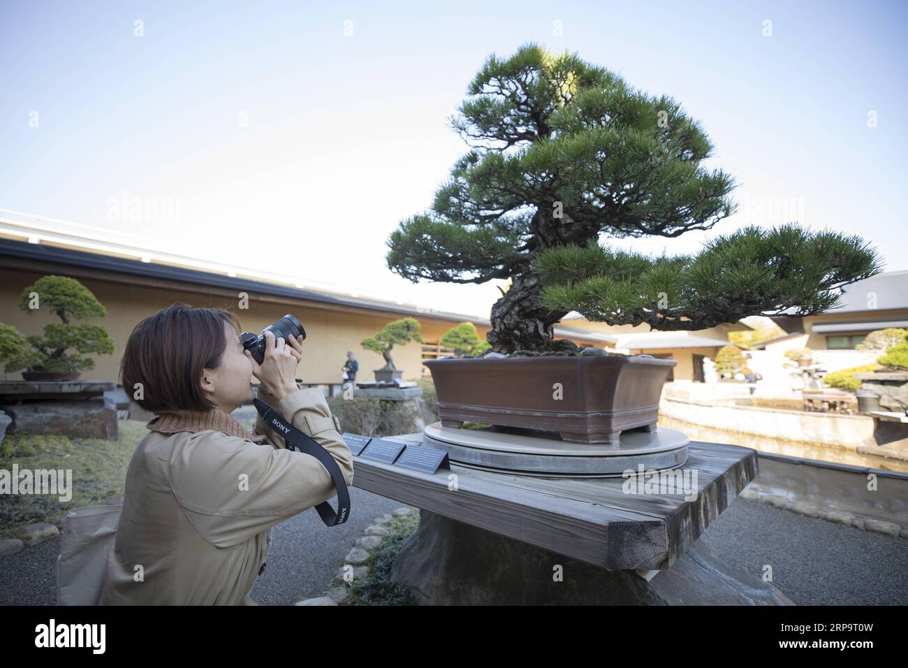 (190416) -- SAITAMA, 16 avril 2019 (Xinhua) -- Une femme prend des photos d'un bonsaï au musée d'art bonsaï Omiya à Saitama, Japon, le 13 avril 2019. Le musée d'art Omiya Bonsai a ouvert ses portes au public en 2010, exposant plus de 100 chefs-d'œuvre. (Xinhua/du Xiaoyi) JAPAN-SAITAMA-BONSAI ART MUSEUM PUBLICATIONxNOTxINxCHN Banque D'Images