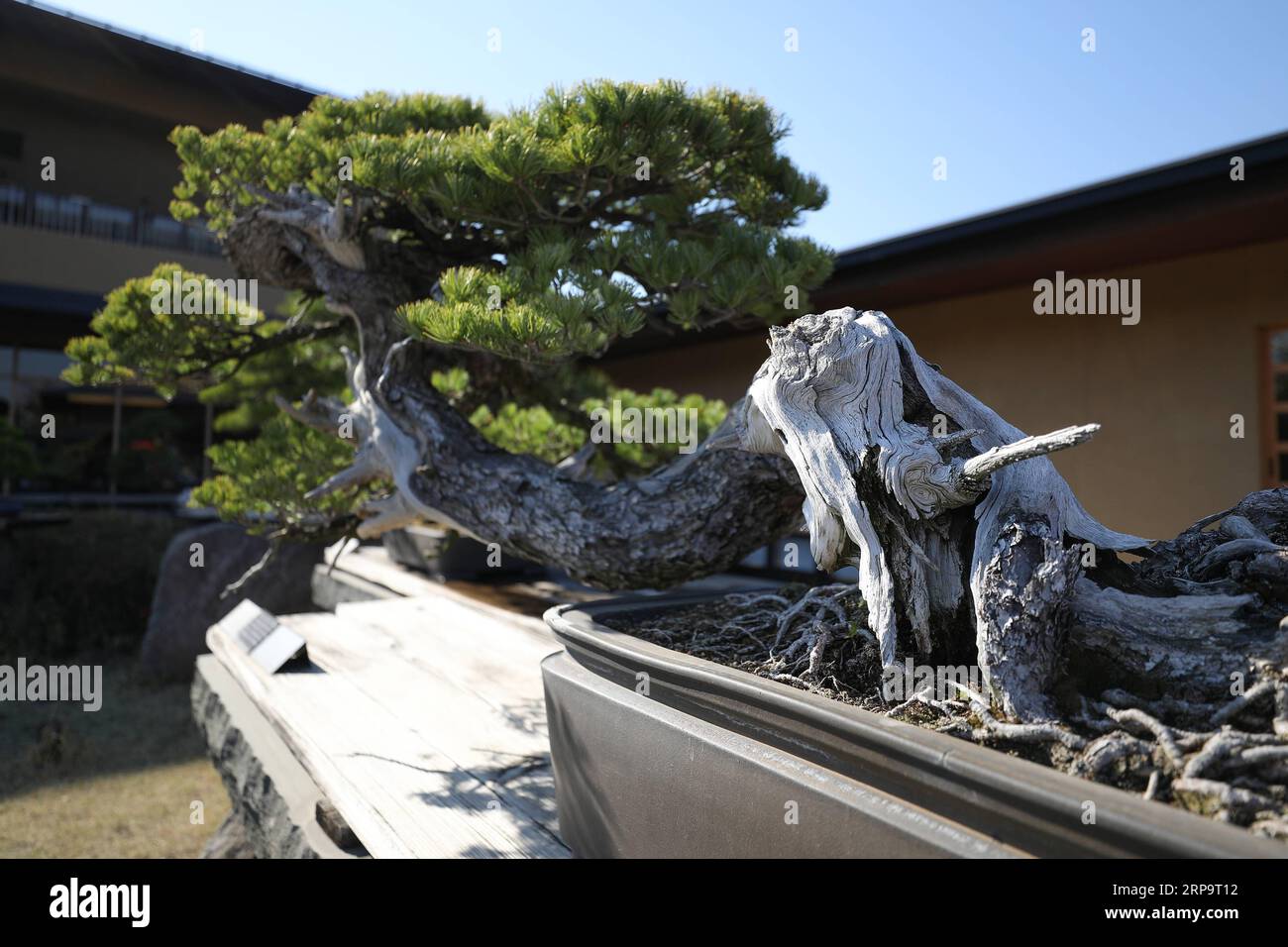 (190416) -- SAITAMA, 16 avril 2019 (Xinhua) -- une photo prise le 13 avril 2019 montre le bonsaï Seiryu exposé au musée d'art bonsaï Omiya à Saitama, Japon. Le musée d'art Omiya Bonsai a ouvert ses portes au public en 2010, exposant plus de 100 chefs-d'œuvre. (Xinhua/du Xiaoyi) JAPAN-SAITAMA-BONSAI ART MUSEUM PUBLICATIONxNOTxINxCHN Banque D'Images