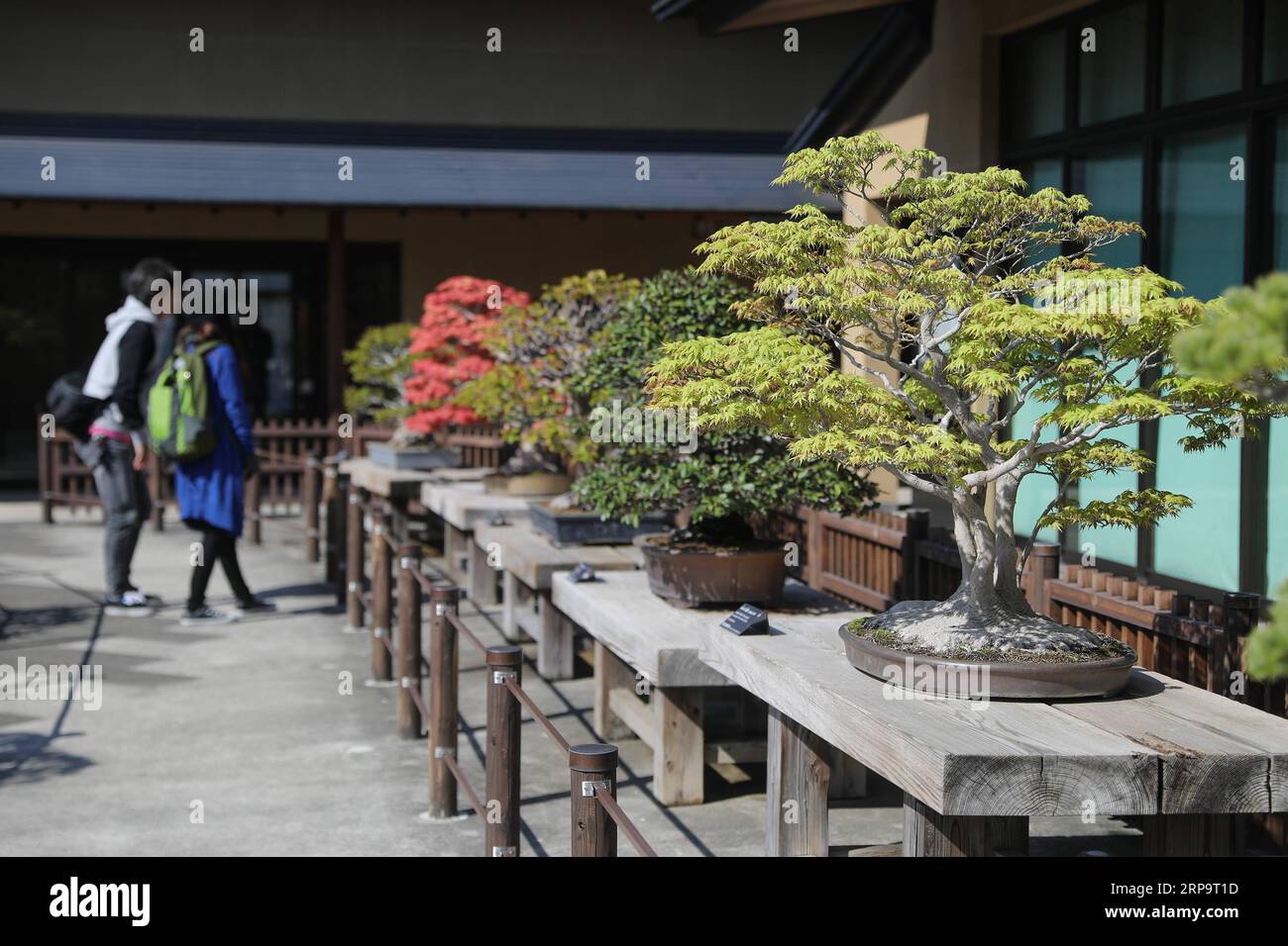 (190416) -- SAITAMA, 16 avril 2019 (Xinhua) -- visite du musée d'art Omiya Bonsai à Saitama, Japon, le 13 avril 2019. Le musée d'art Omiya Bonsai a ouvert ses portes au public en 2010, exposant plus de 100 chefs-d'œuvre. (Xinhua/du Xiaoyi) JAPAN-SAITAMA-BONSAI ART MUSEUM PUBLICATIONxNOTxINxCHN Banque D'Images