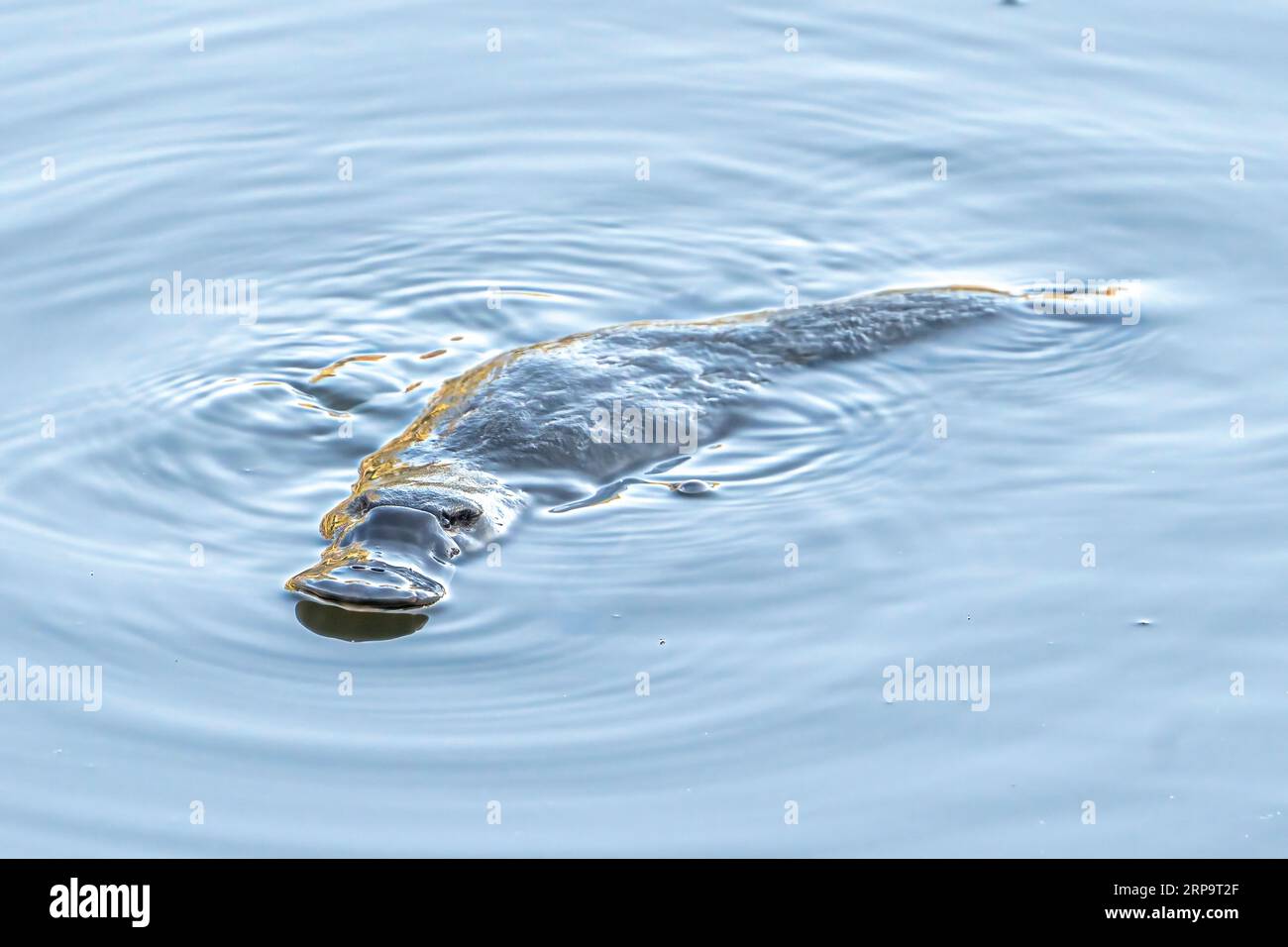 Ornithorhynchus anatinus flottant à la surface. Queensland Australie Banque D'Images