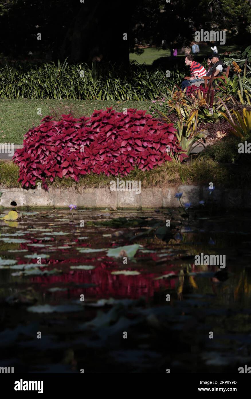 (190419) -- SYDNEY, le 19 avril 2019 -- visite du jardin botanique royal de Sydney, Australie, le 19 avril 2019. Royal Botanic Garden est situé près du coeur de Sydney, offrant une belle vue sur le port de Sydney, l'Opéra de Sydney et Sydney Harbour Bridge.) AUSTRALIE-SYDNEY-JARDIN BOTANIQUE ROYAL BaixXuefei PUBLICATIONxNOTxINxCHN Banque D'Images