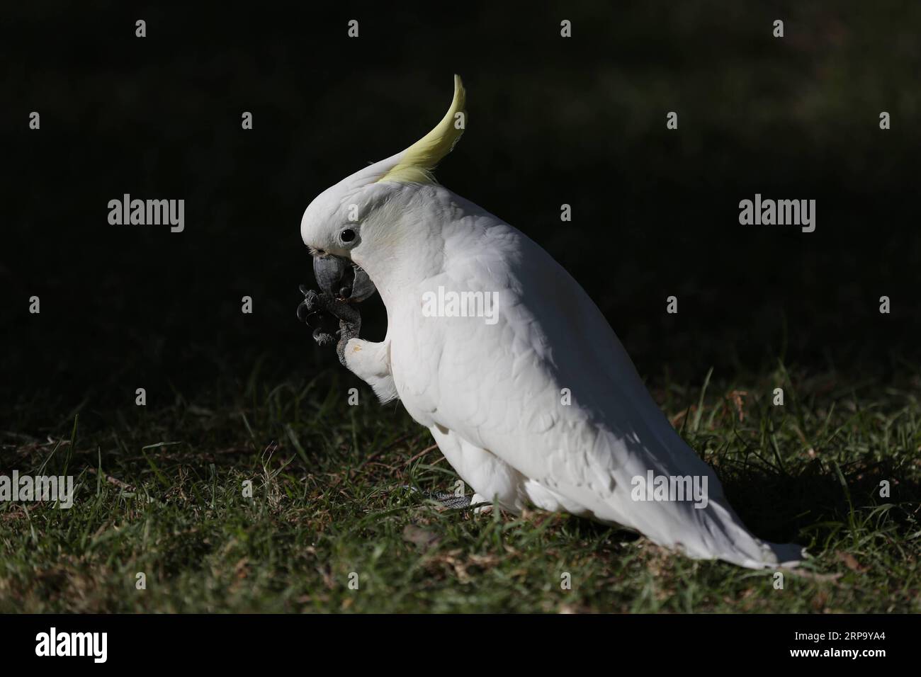 (190419) -- SYDNEY, le 19 avril 2019 -- Un Cockatoo à crête de soufre est vu au Royal Botanic Garden de Sydney, Australie, le 19 avril 2019. Royal Botanic Garden est situé près du coeur de Sydney, offrant une belle vue sur le port de Sydney, l'Opéra de Sydney et Sydney Harbour Bridge.) AUSTRALIE-SYDNEY-JARDIN BOTANIQUE ROYAL BaixXuefei PUBLICATIONxNOTxINxCHN Banque D'Images