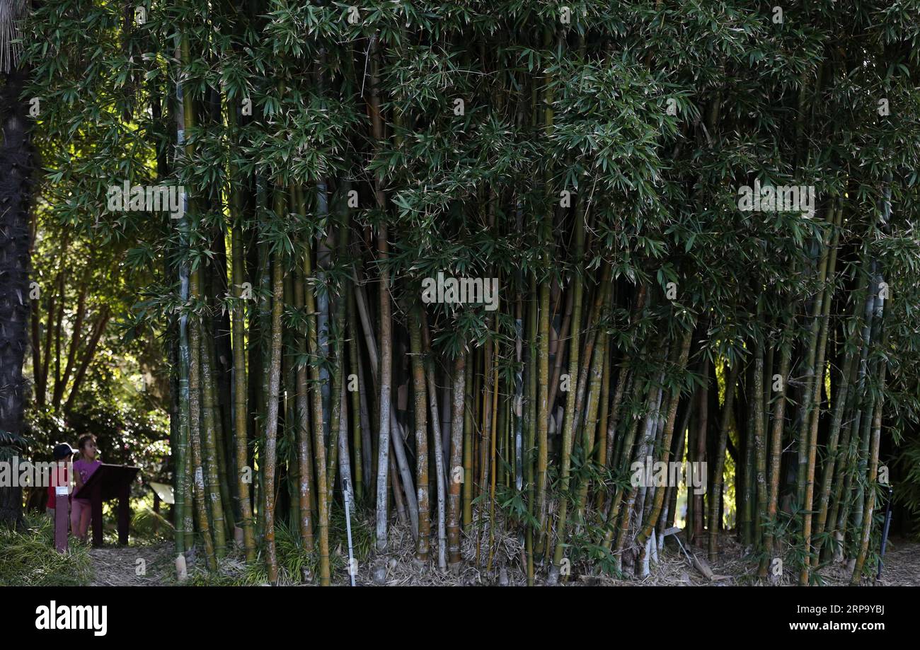 (190419) -- SYDNEY, le 19 avril 2019 -- visite du jardin botanique royal de Sydney, Australie, le 19 avril 2019. Royal Botanic Garden est situé près du coeur de Sydney, offrant une belle vue sur le port de Sydney, l'Opéra de Sydney et Sydney Harbour Bridge.) AUSTRALIE-SYDNEY-JARDIN BOTANIQUE ROYAL BaixXuefei PUBLICATIONxNOTxINxCHN Banque D'Images