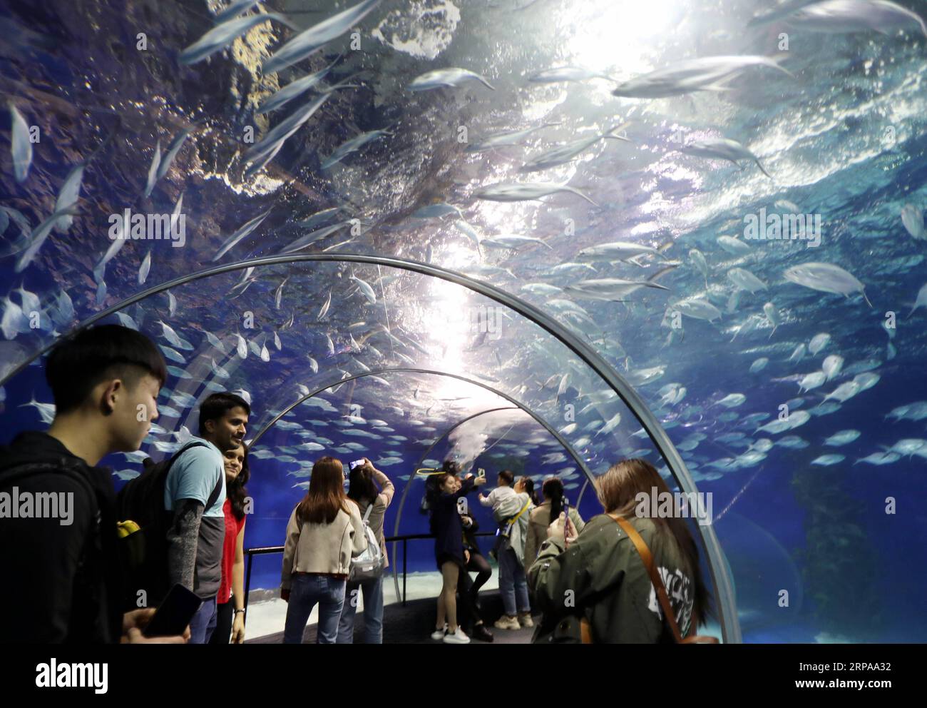 (190501) -- SHANGHAI, 1 mai 2019 (Xinhua) -- des touristes visitent l'Aquarium océanique de Shanghai dans l'est de la Chine, Shanghai, 1 mai 2019. Le tourisme augmente car beaucoup de gens sortent pour des activités récréatives pendant la fête nationale de la fête du travail de quatre jours en Chine. (Xinhua/Liu Ying) CHINE-JOUR DE TRAVAIL-VACANCES-TOURISME (CN) PUBLICATIONxNOTxINxCHN Banque D'Images