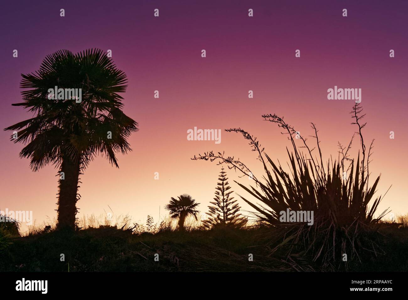 Flore indigène de Nouvelle-Zélande rétroéclairée par un coucher de soleil. Fleurs de lin et chou au premier plan. Banque D'Images