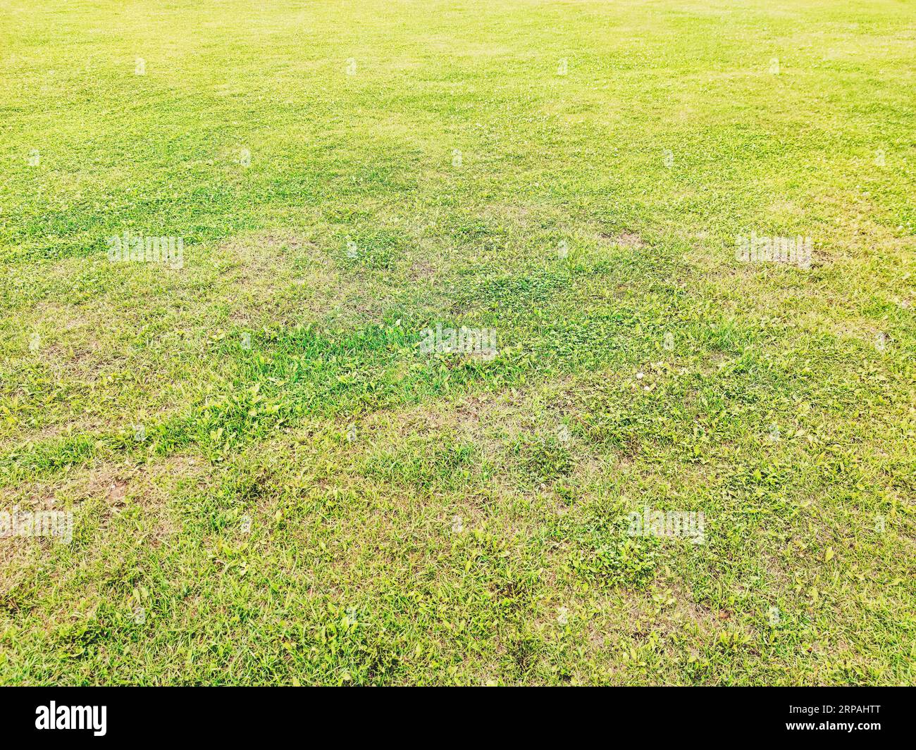 Texture d'herbe verte. Tapis de pelouse frais au printemps. Fond vert de pelouse. Arrière-plan de la nature. Banque D'Images