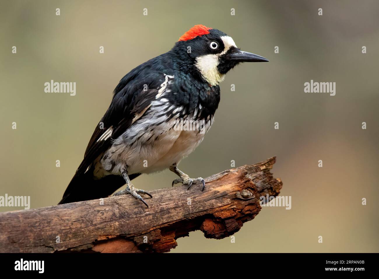 Un petit oiseau à couronne jaune perché au sommet d'une branche d'un arbre, regardant vers le haut avec son bec ouvert Banque D'Images