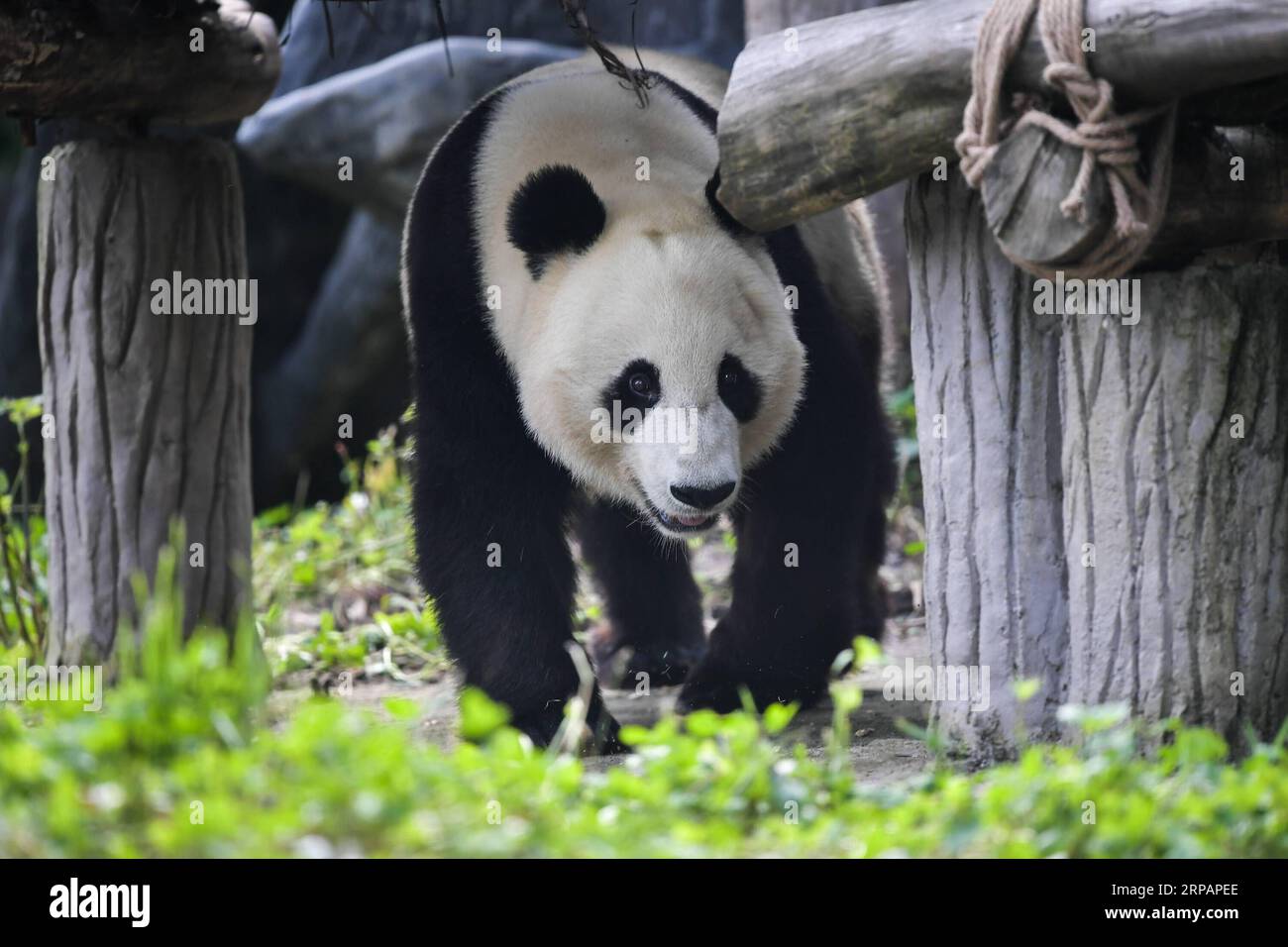(190517) -- CHENGDU, 17 mai 2019 (Xinhua) -- une photo prise le 16 mai 2019 montre le panda géant Xiao Liwu à la base de Qingchengshan du Centre chinois de conservation et de recherche sur les pandas géants à Dujiangyan, dans la province du Sichuan du sud-ouest de la Chine. Deux pandas géants sont retournés en Chine après avoir séjourné aux États-Unis pendant des années. Le panda géant femelle de 27 ans Bai Yun et son fils Xiao Liwu, 6 ans, sont arrivés jeudi dans la province du Sichuan, après la fin de l accord de prêt pour la conservation du zoo de San Diego avec la Chine. (Xinhua/Xue Yubin) PUBLICATION CHINA-SICHUAN-U.S.-GIANT PANDA-RETURN (CN) Banque D'Images