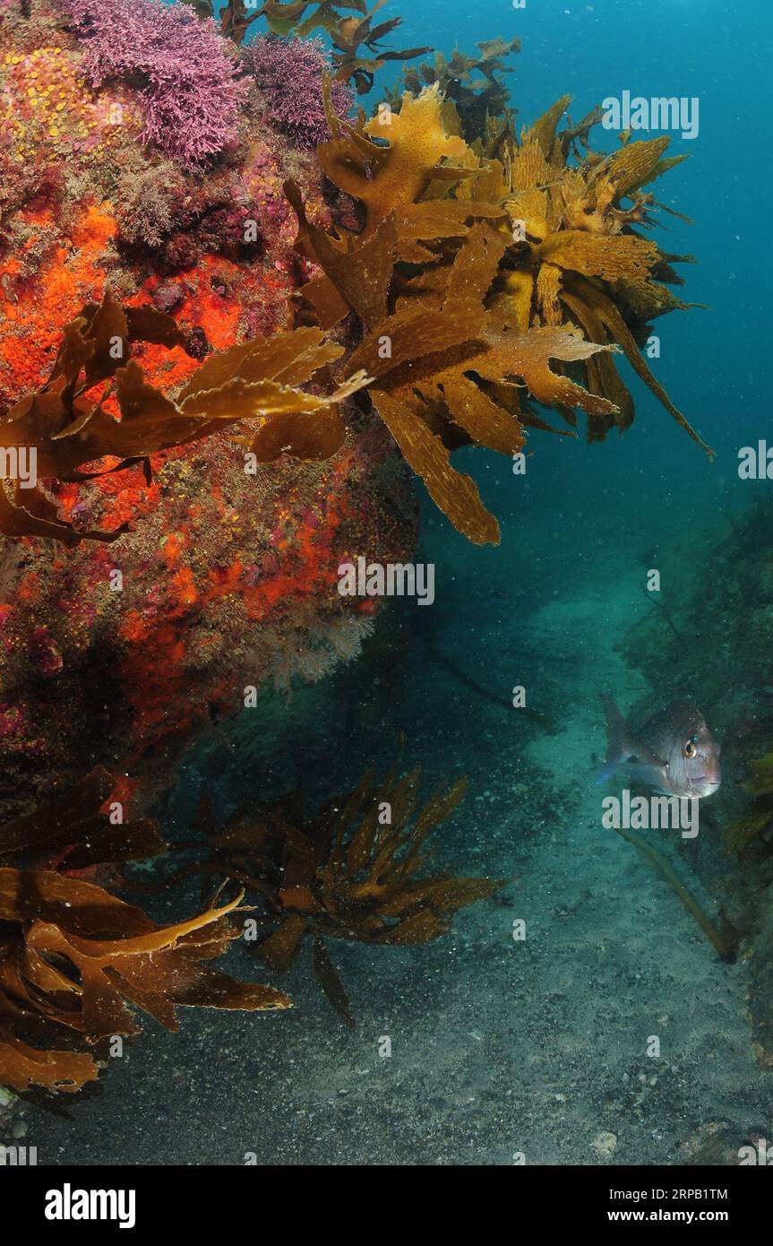 Jeune vivaneau australasien Pagrus auratus sur un récif rocheux coloré avec quelques varech et de petits éventails hydroïdes. Lieu : Leigh Nouvelle-Zélande Banque D'Images