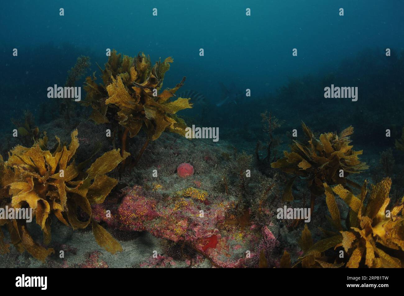 Récif rocheux plat avec des invertébrés colorés parmi de courtes algues entourées de varech brun. Lieu : Leigh Nouvelle-Zélande Banque D'Images