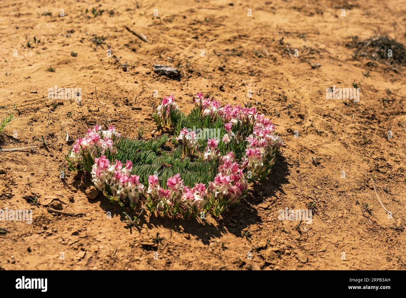 Couronne de fleurs de Pindar dans la région rurale de l'Australie occidentale Banque D'Images