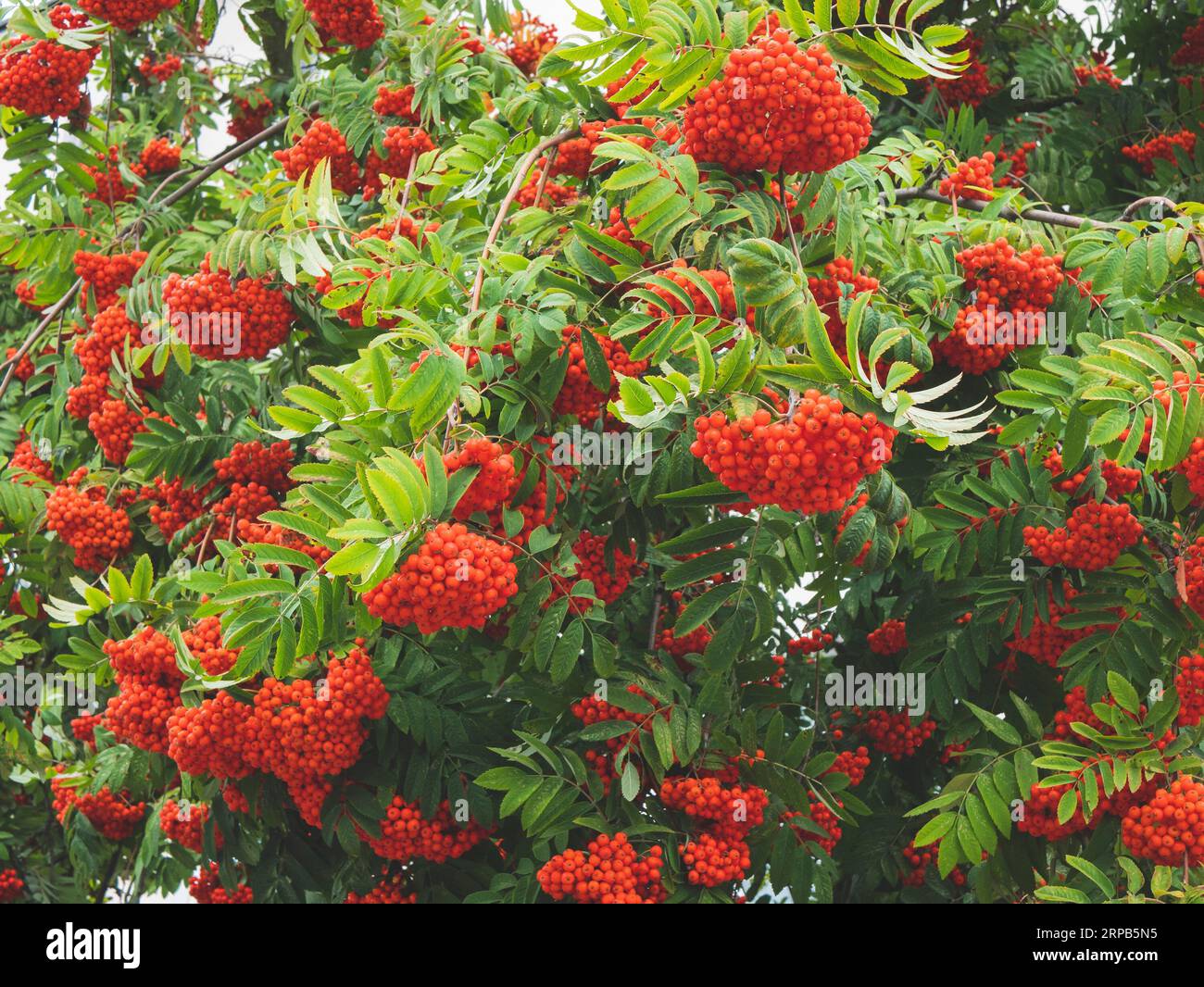 Branches Rowan avec feuilles pennées et fruits mûrs rouge vif, focalisation sélective. Nourriture pour oiseaux, gros plan Banque D'Images